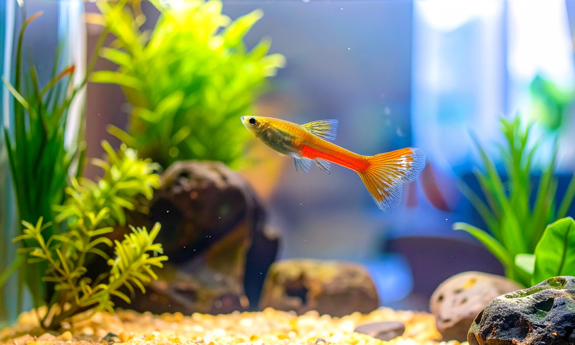 有經驗的魚友會使用種魚法：放入1-2隻便宜又強健的魚（如孔雀魚），讓牠們的排泄物提供氨源，自然建立硝化系統。這種方法雖然快速，但需要更仔細的水質監控