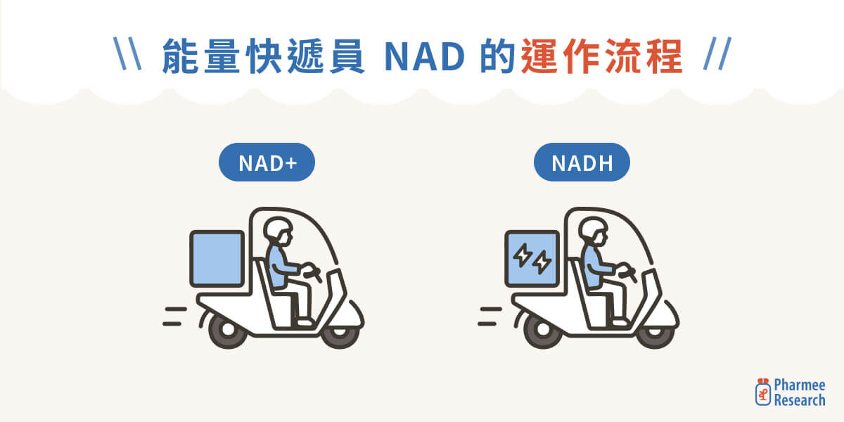 NADH 是什麼？能量快遞員 NAD 的運作流程