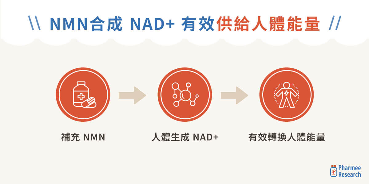 NMN 作用機制