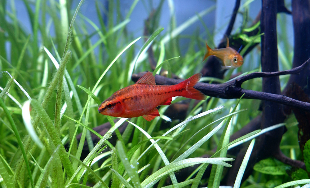 讓魚缸維護更省時省力,水質循環更全面,適合各類觀賞魚及水族環境