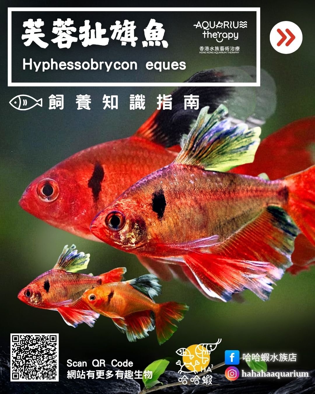 芙蓉扯旗魚｜Hyphessobrycon eques
