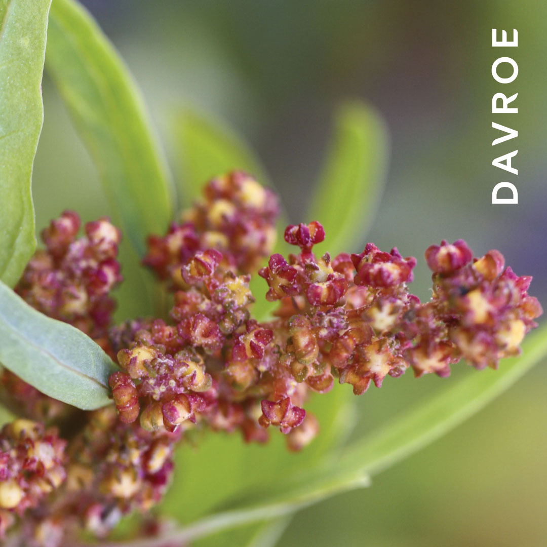 DAVROE 紳士強力定型髮膠 150ML 【2025新包裝】