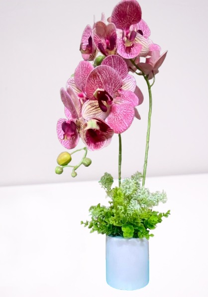 HAF50 Everlasting Splendors ⭐⭐⭐⭐⭐