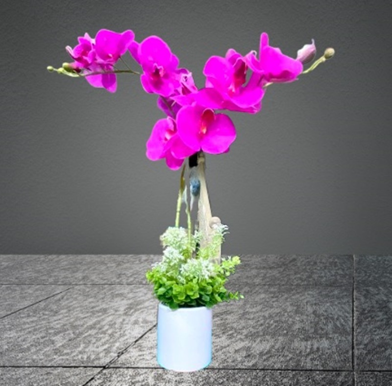 HAF51  Everlasting Splendors ⭐⭐⭐⭐⭐