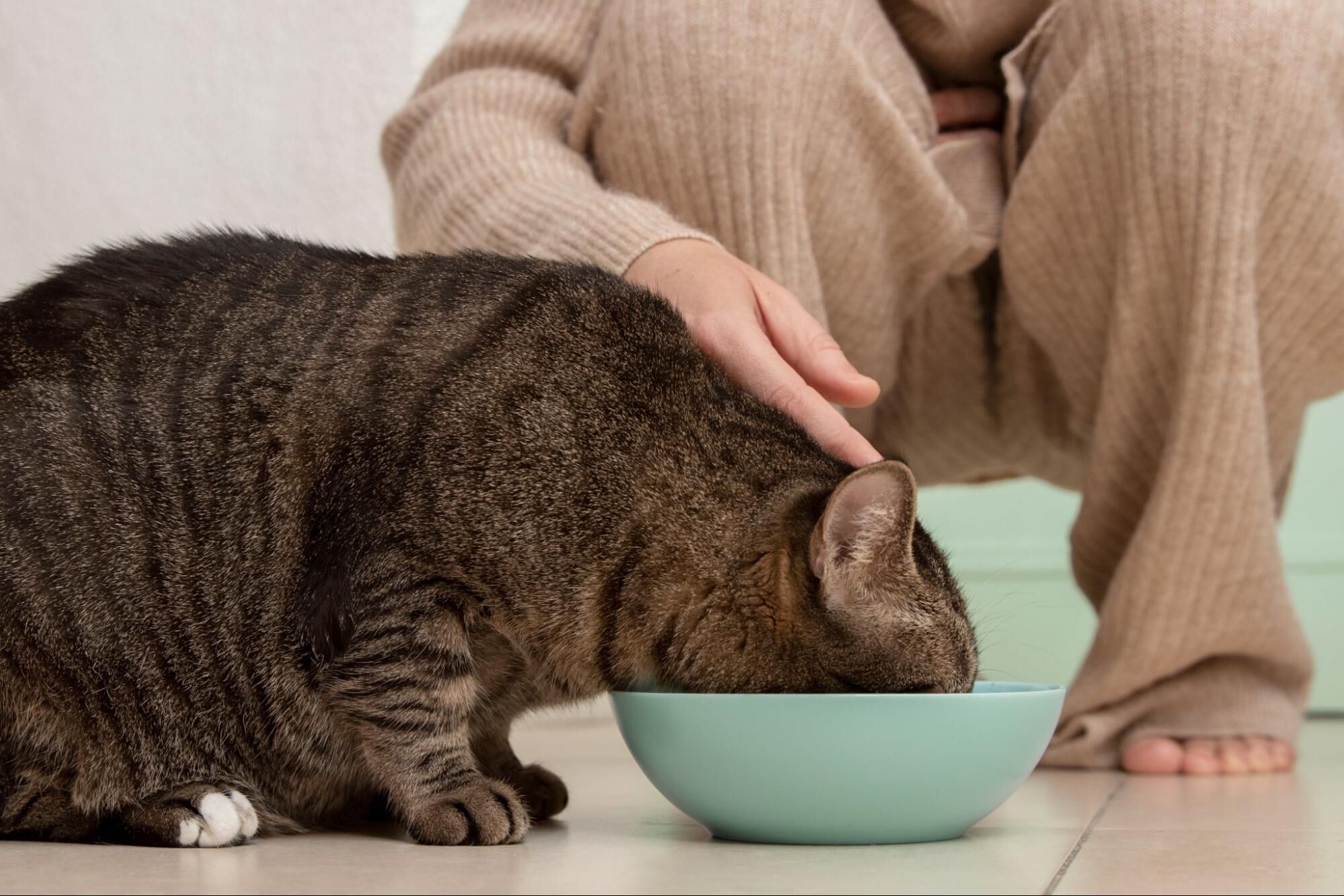 什麼是無穀飼料？跟有穀飼料有何差別？