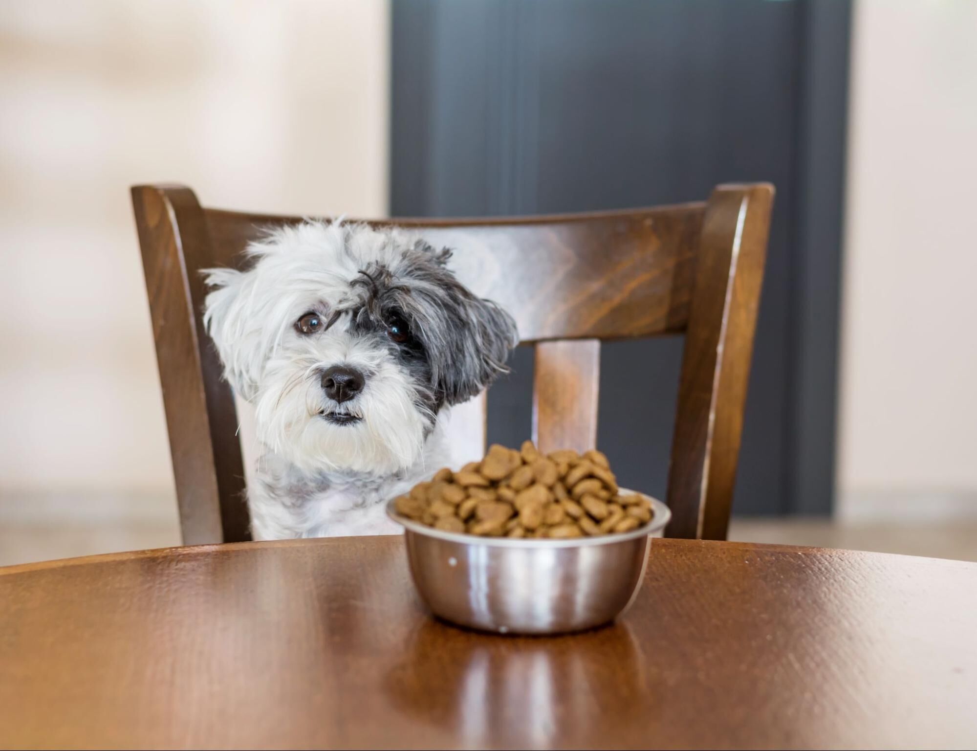 無穀飼料推薦怎麼挑？