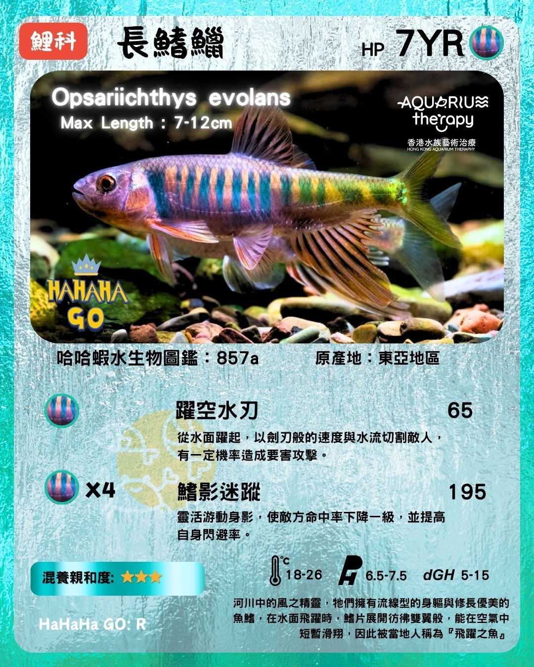 長鰭鱲｜Opsariichthys evolans