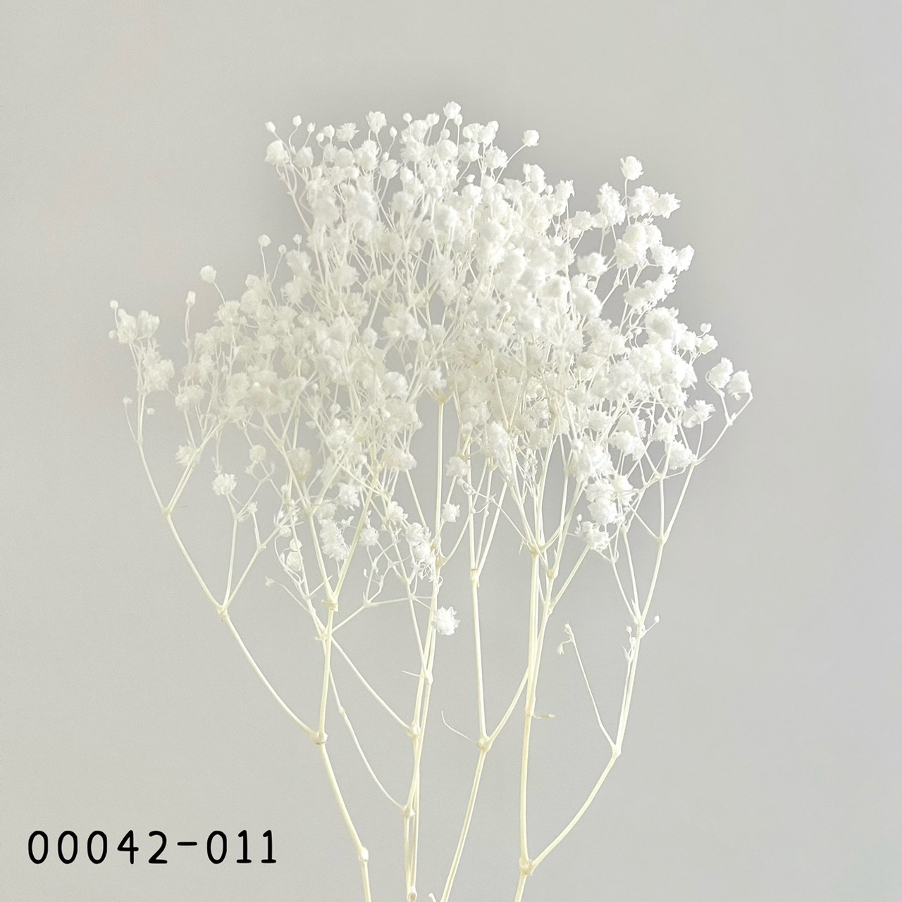 日本不凋滿天星 00042-011