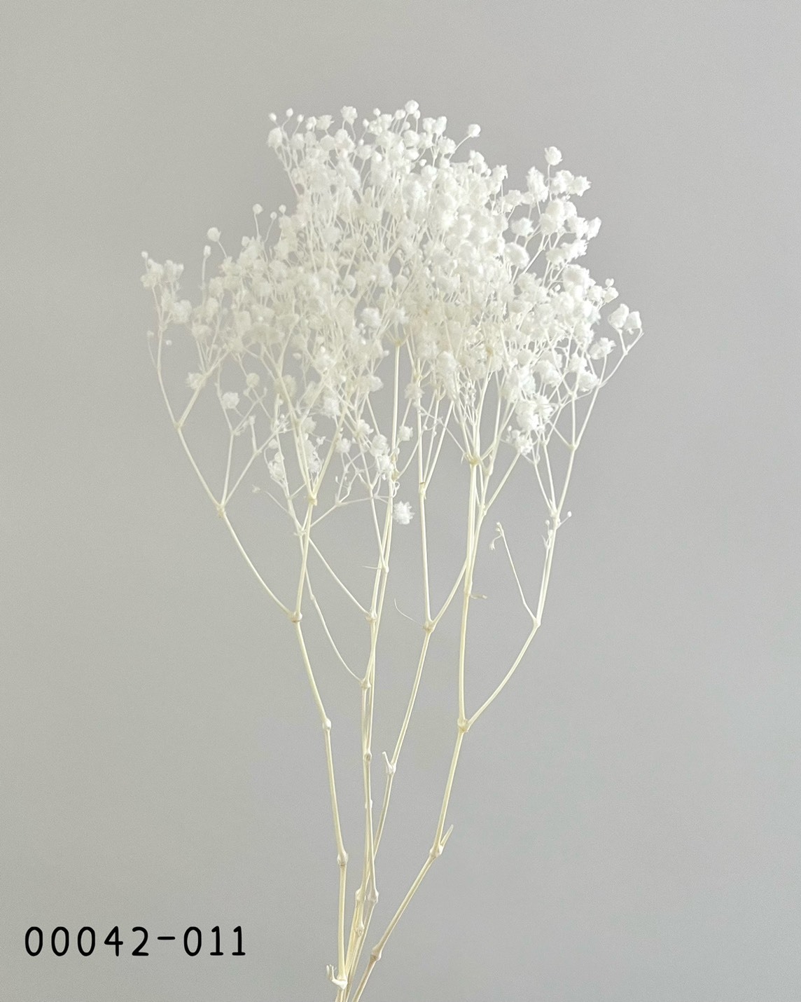 日本不凋滿天星 00042-011