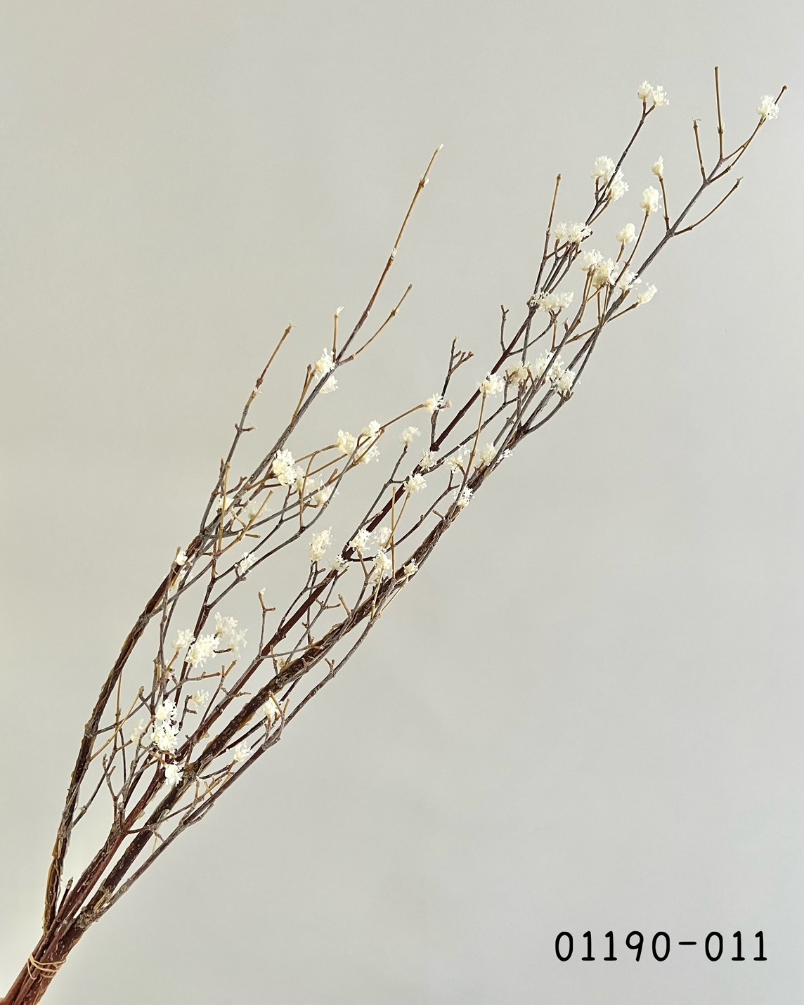 日本不凋山茱萸01190-011