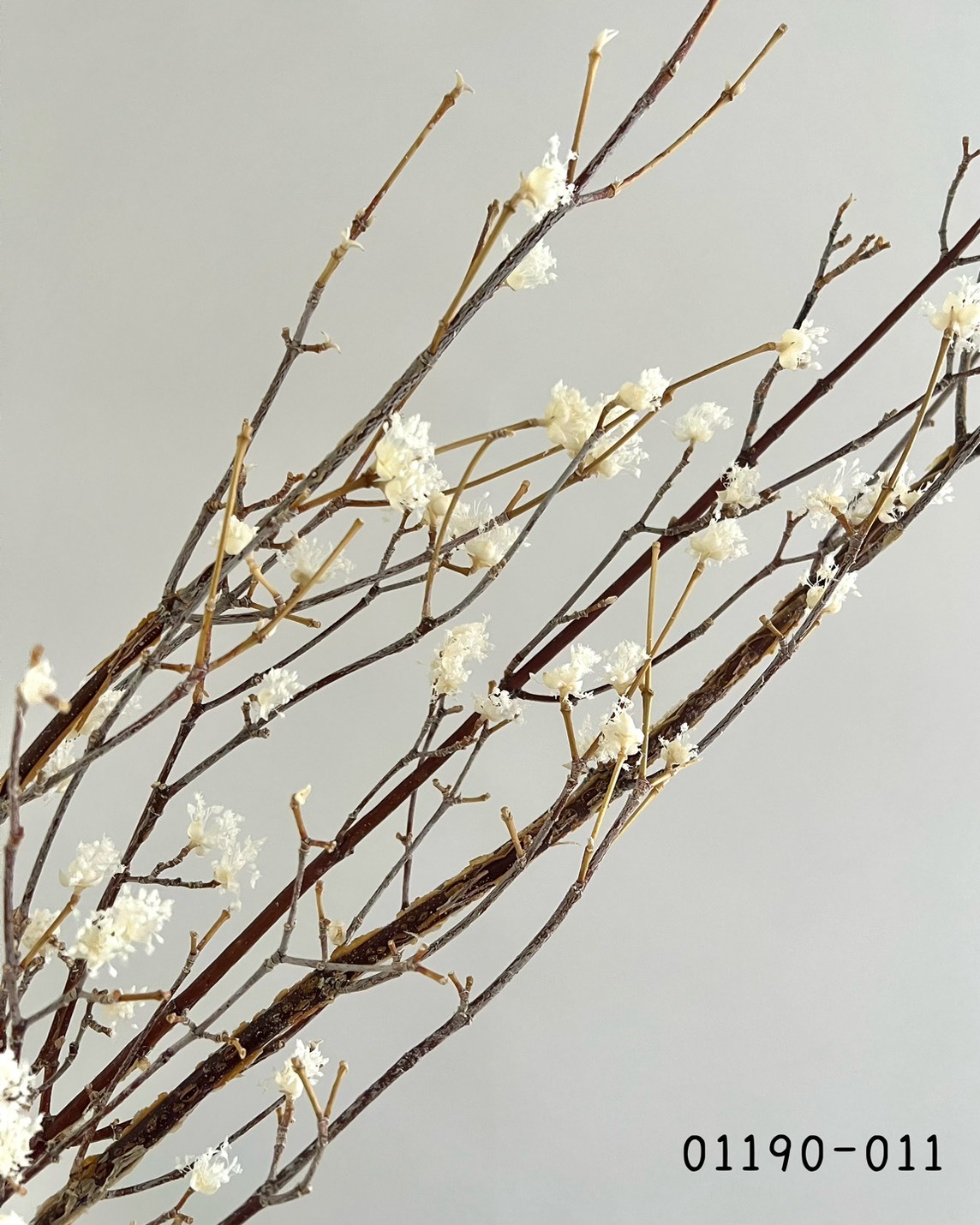 日本不凋山茱萸01190-011