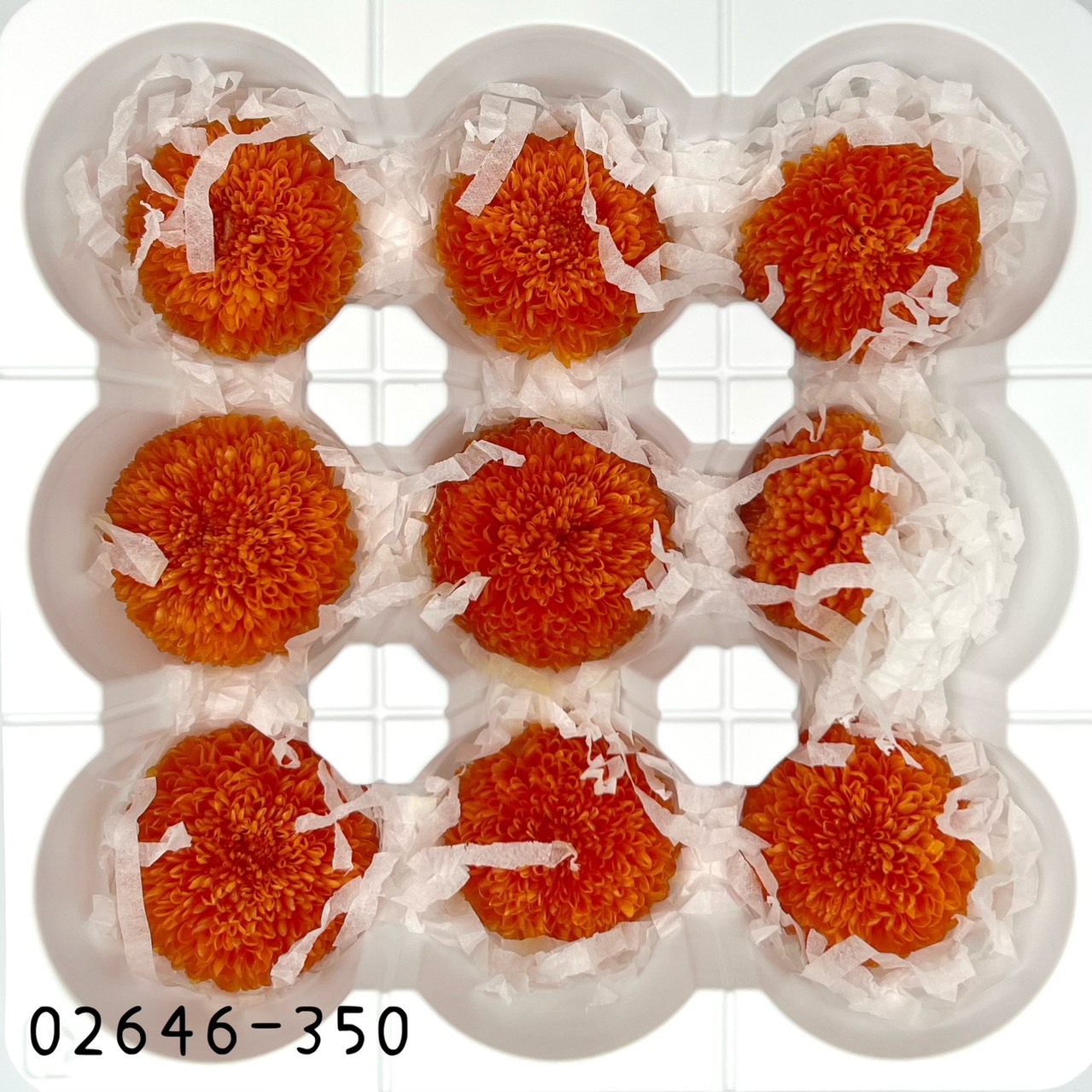 日本不凋乒乓菊(9朵) 02646-350