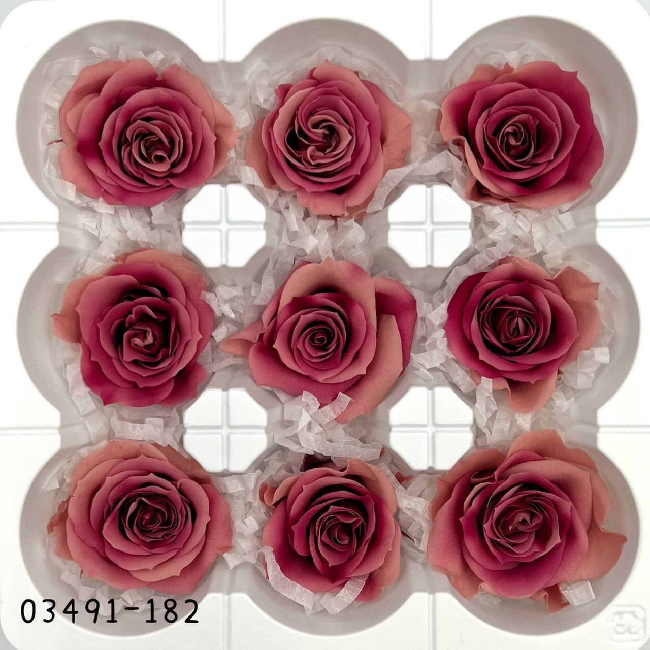 日本不凋中輪漸層玫瑰(9朵) 03491-182