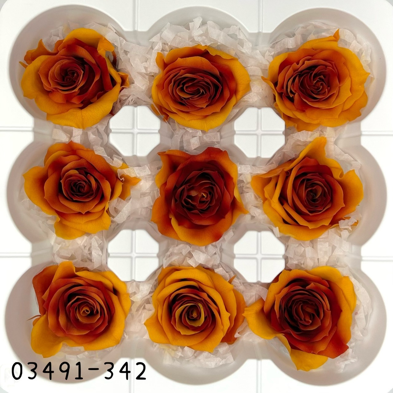 日本不凋中輪漸層玫瑰(9朵) 03491-342