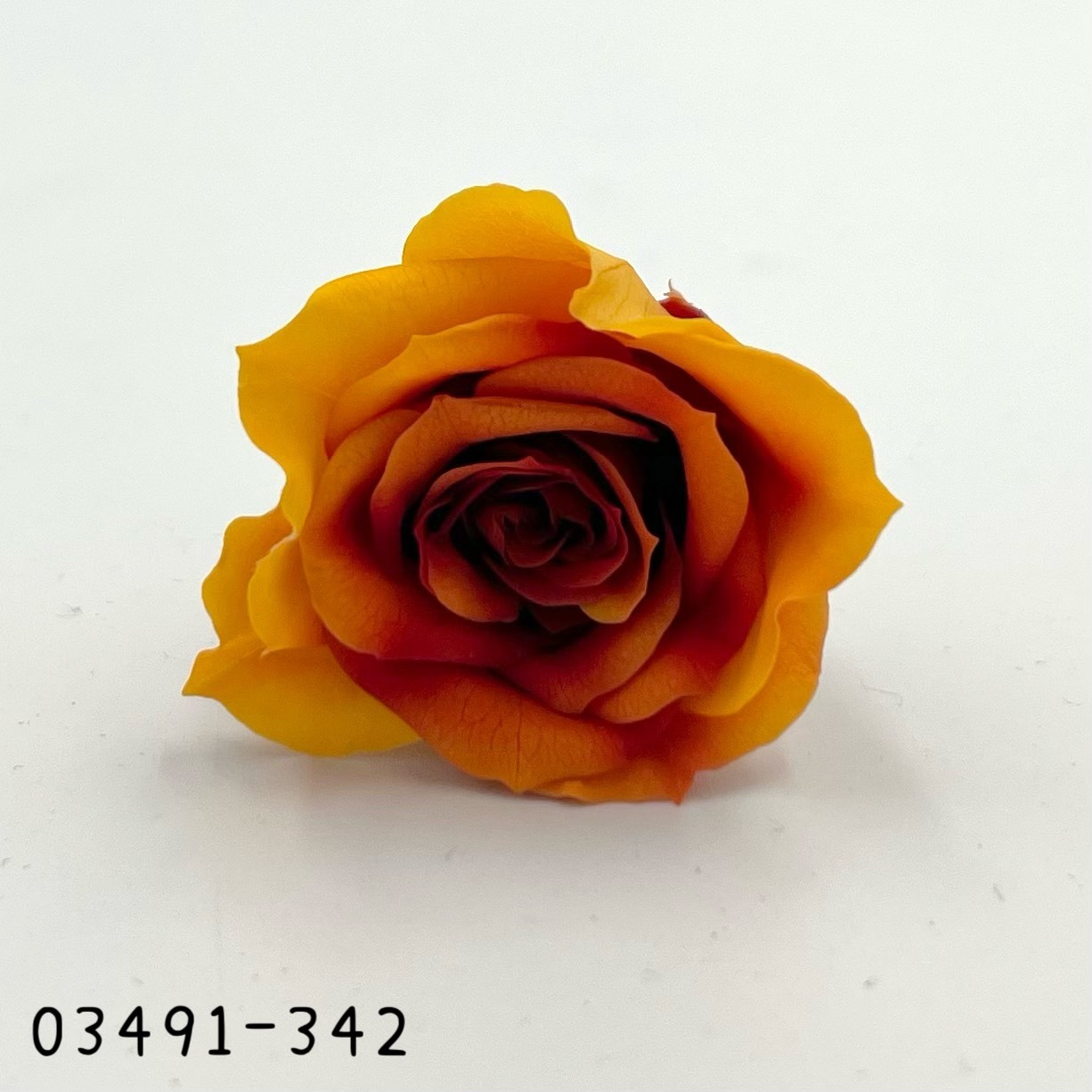 日本不凋中輪漸層玫瑰(9朵) 03491-342