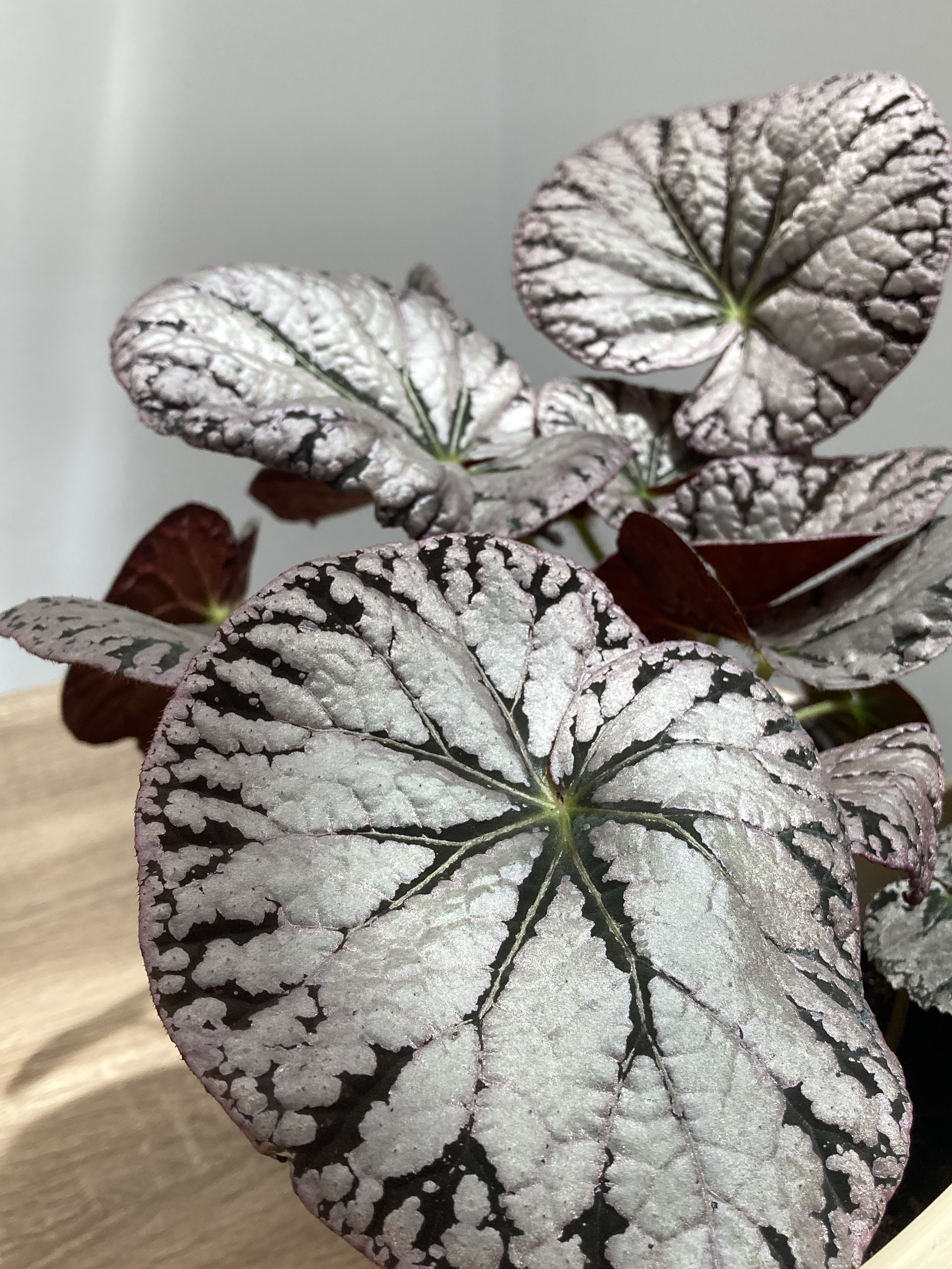 Begonia 'Silver Lace' 銀蕾絲秋海棠