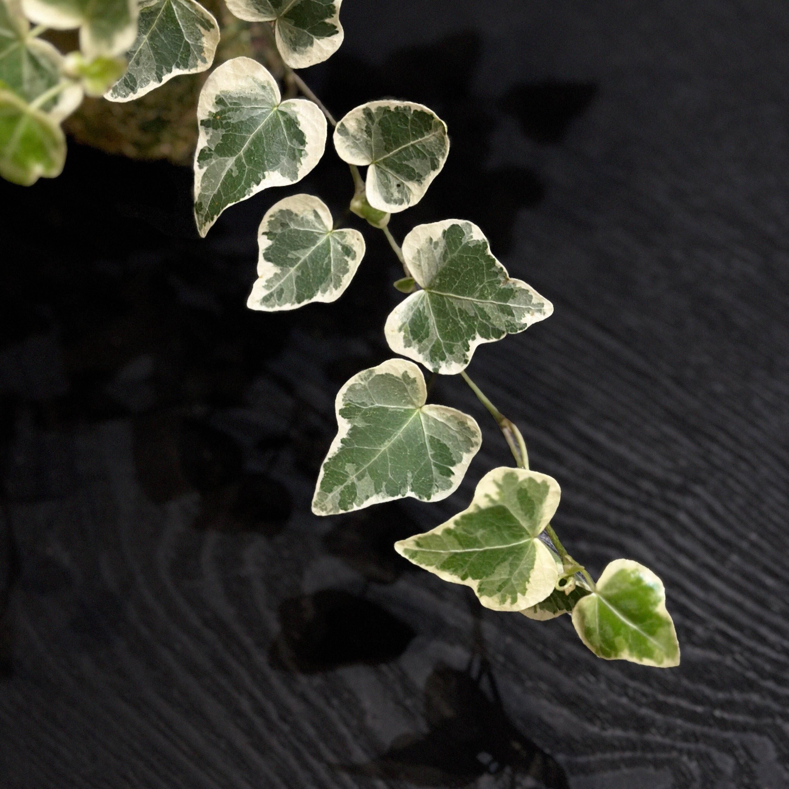 雪瑩常春藤苔玉