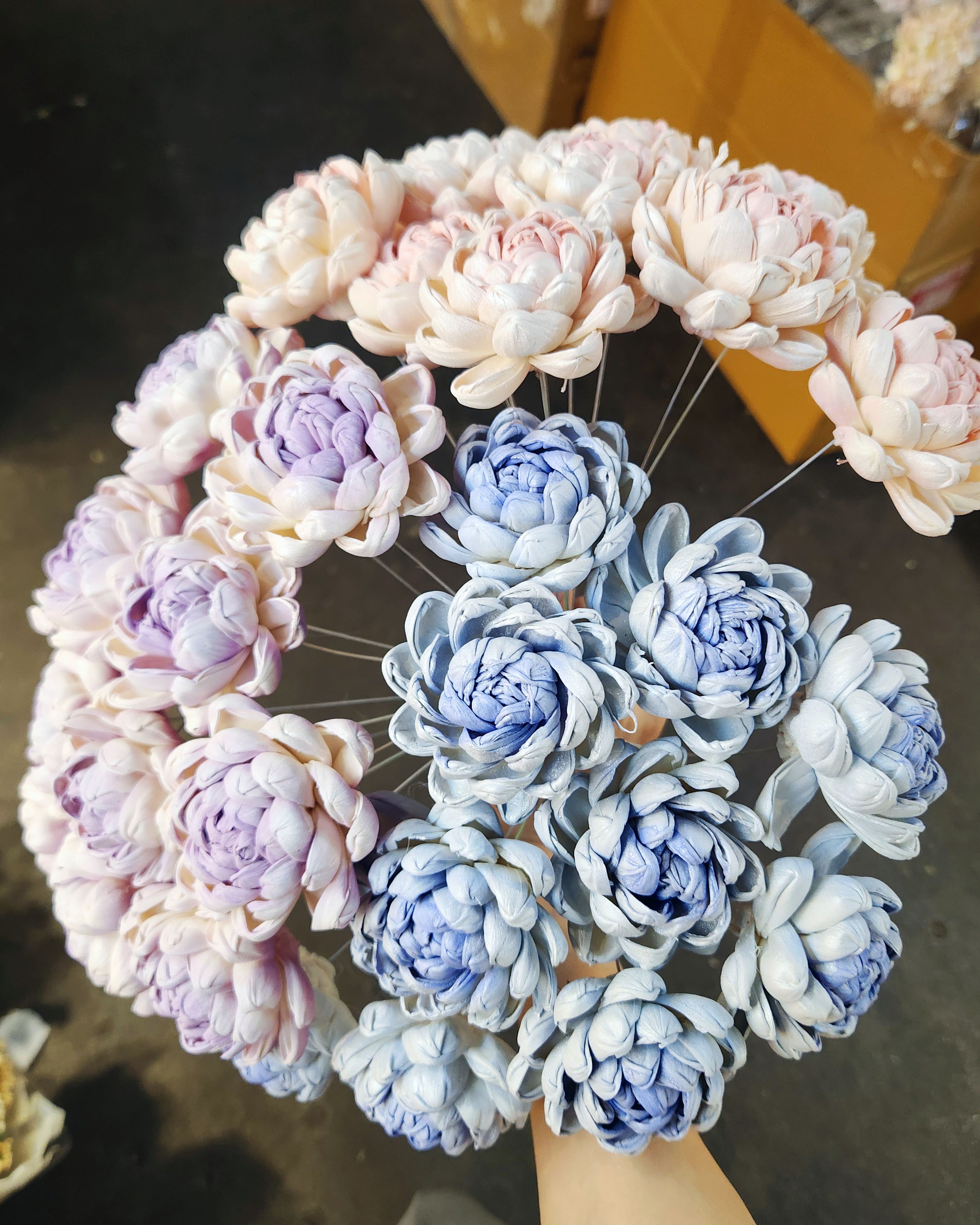 乾燥牡丹菊索拉