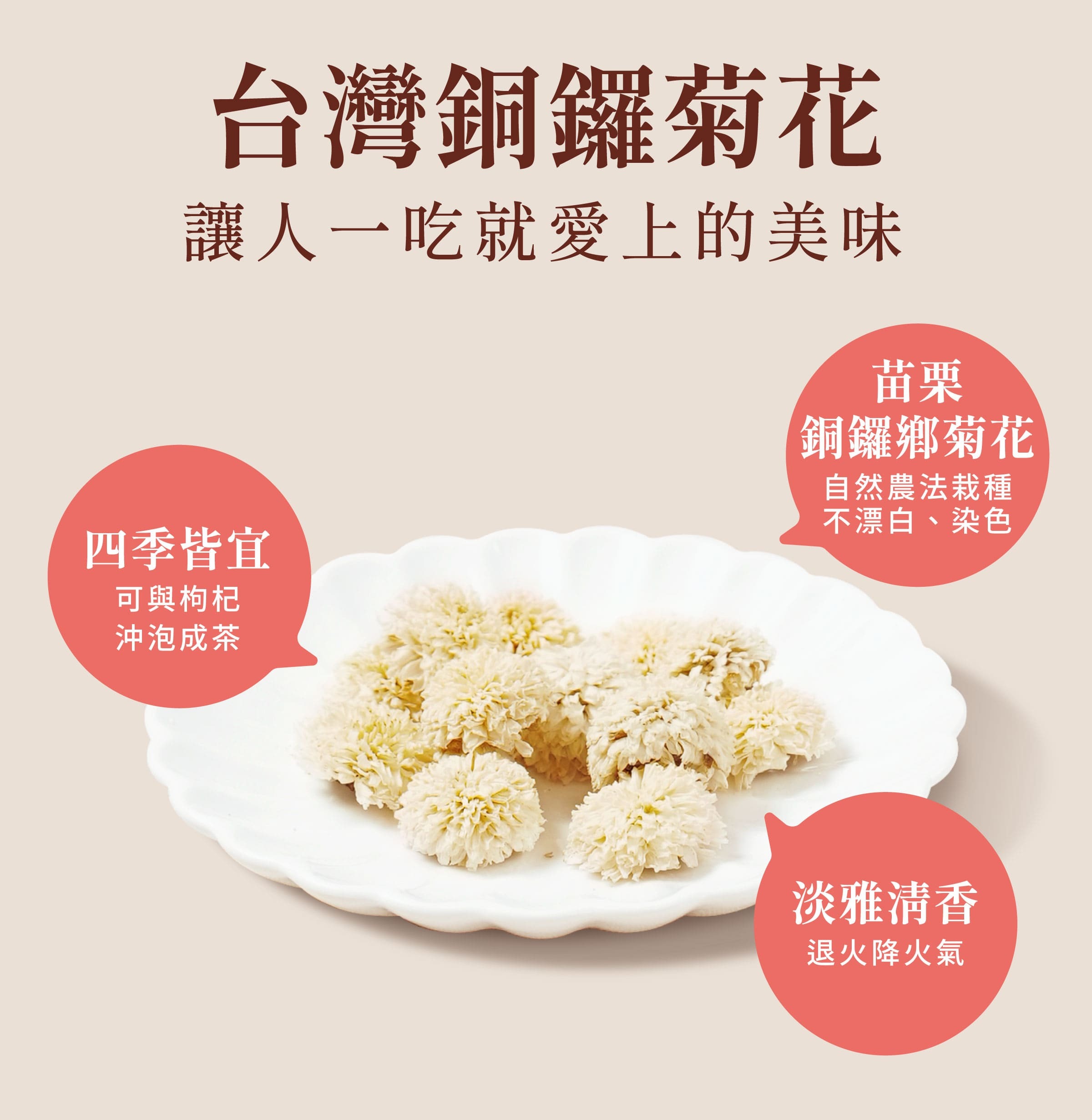 登義台灣銅鑼菊花特色