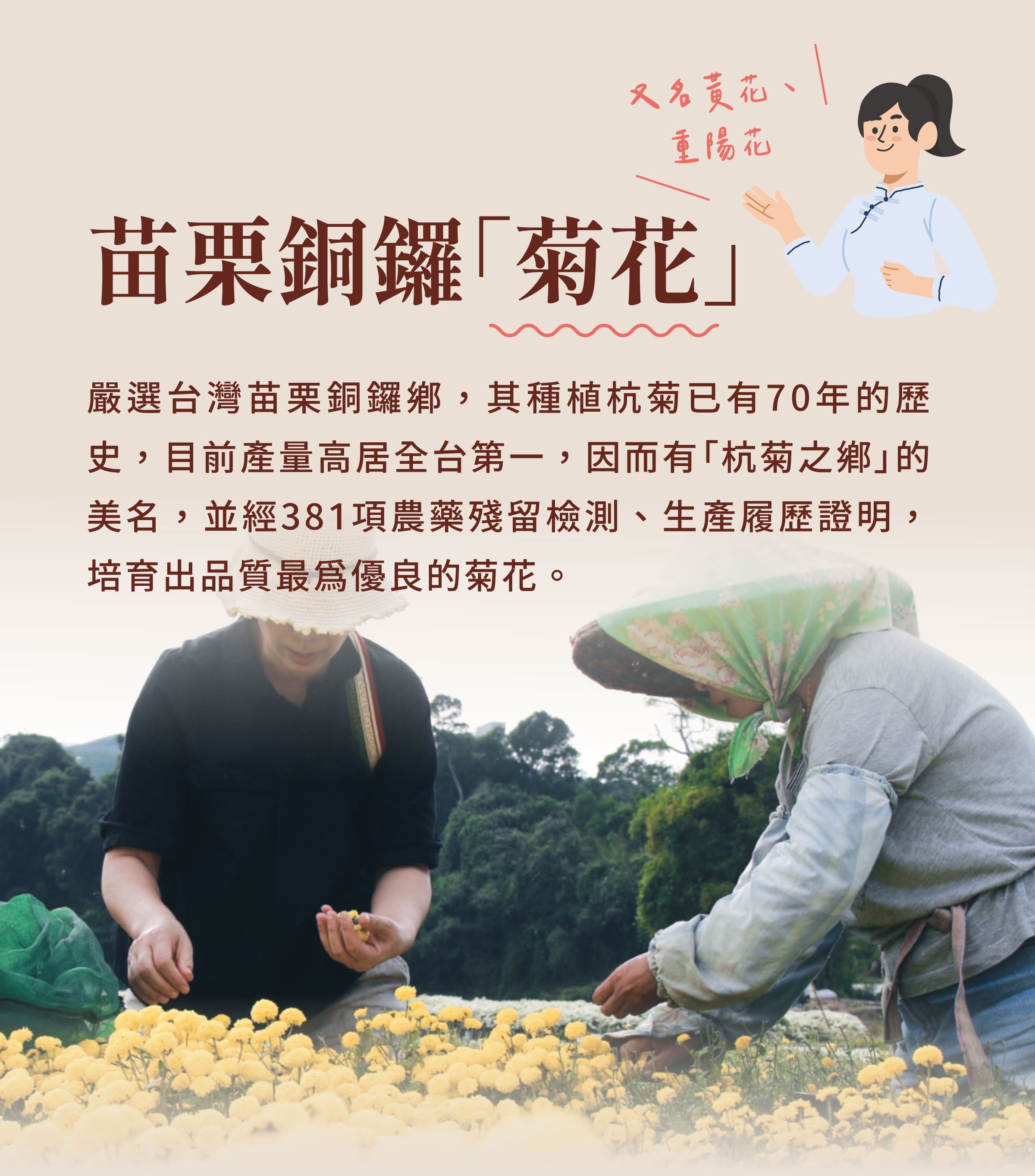 登義台灣銅鑼菊花原料菊花介紹