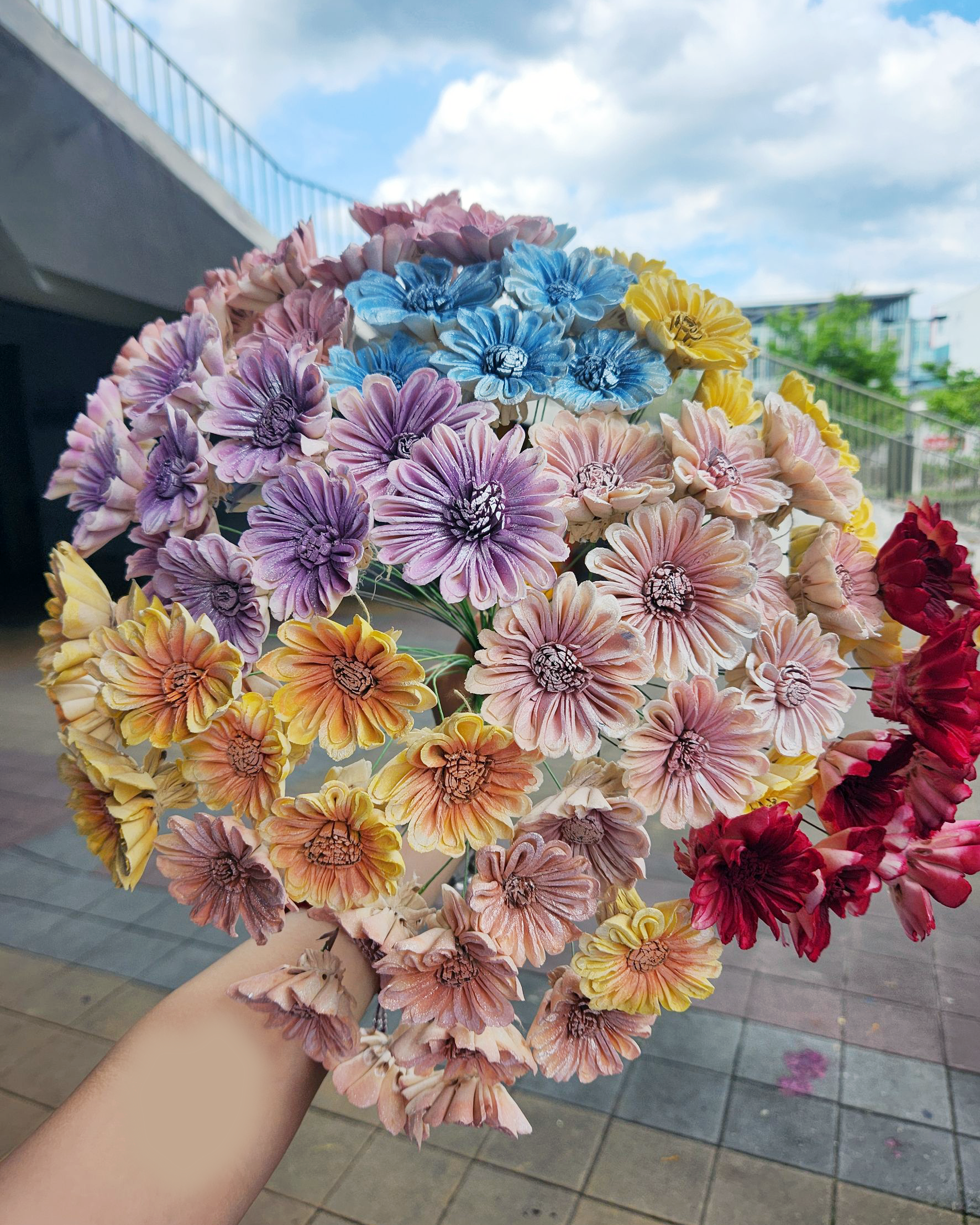 乾燥非洲太陽索拉4cm