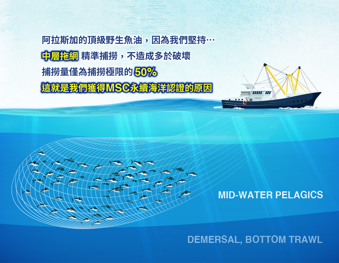 一艘漁船在海面上進行中層拖網捕撈,精準捕撈中層魚群,不破壞生態,捕撈量僅為上限的50%,展示為何阿拉斯加頂級野生魚油通過MSC永續海洋認證。圖中標示「MID-WATER PELAGICS」與「DEMERSAL, BOTTOM TRAWL」區域。