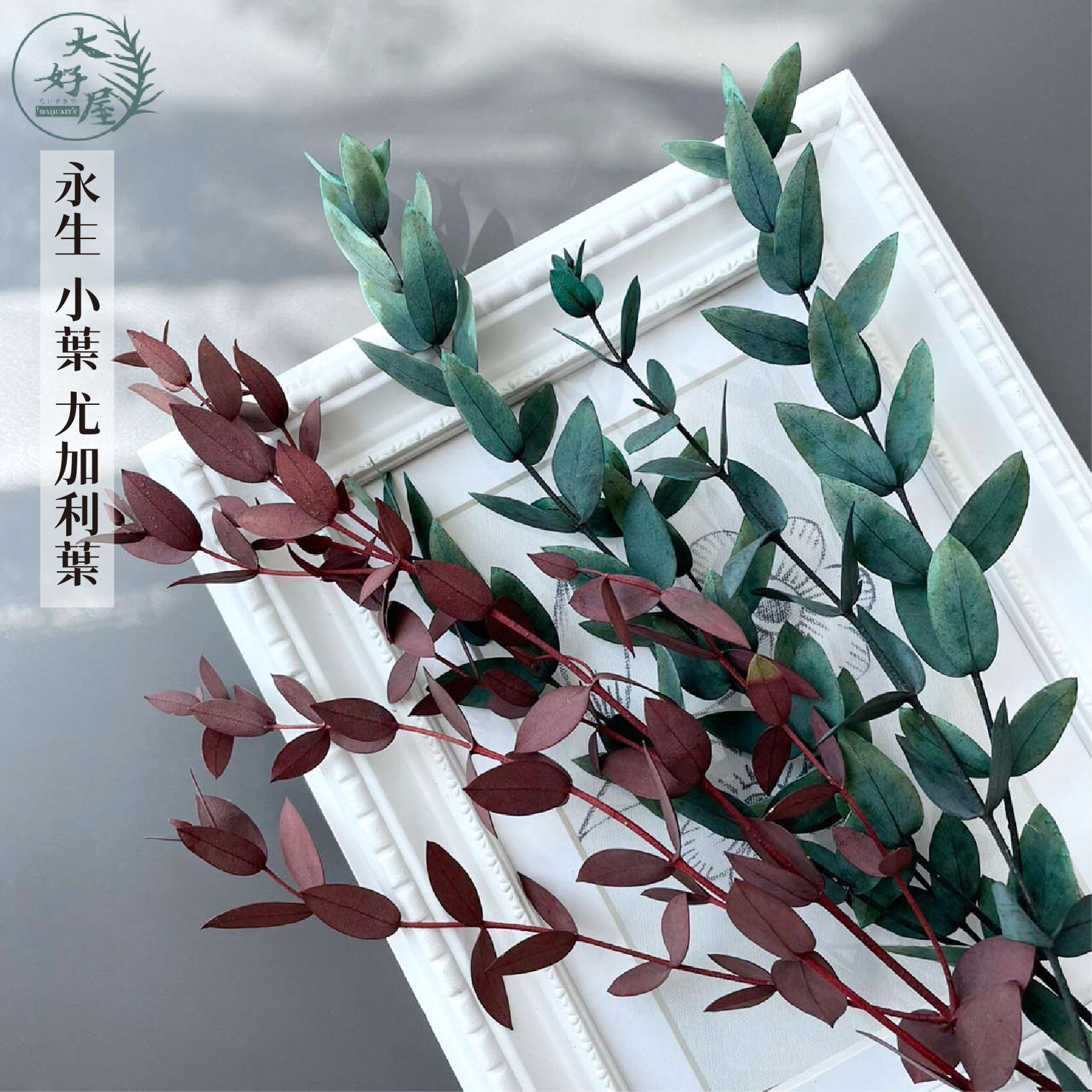 永生尤加利葉【小】