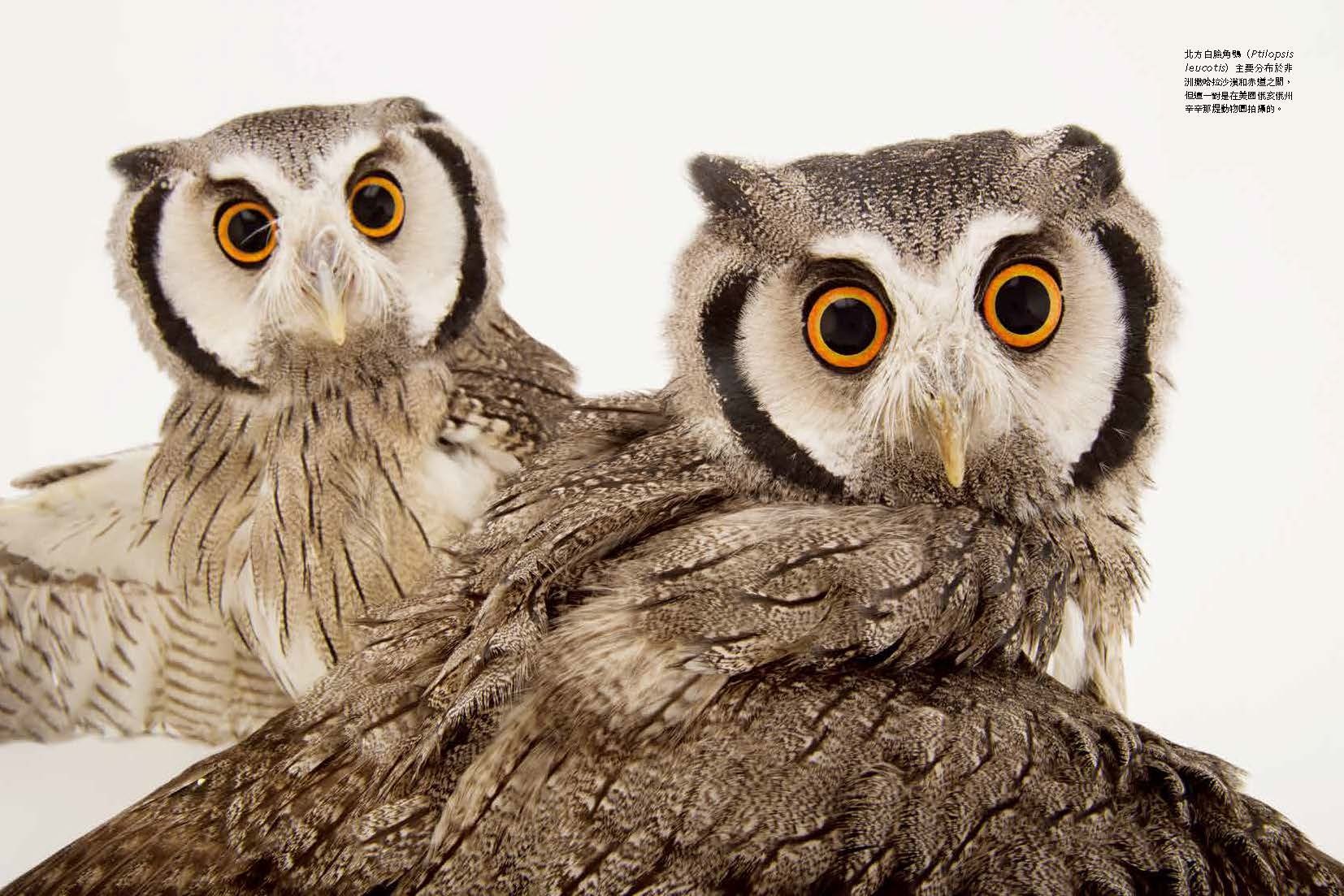 <img src="Secret Life of Birds-03.jpg" alt="2025年6月特刊、鳥類的祕密生活、探索鳥的奇妙生態與感官世界的內文3">