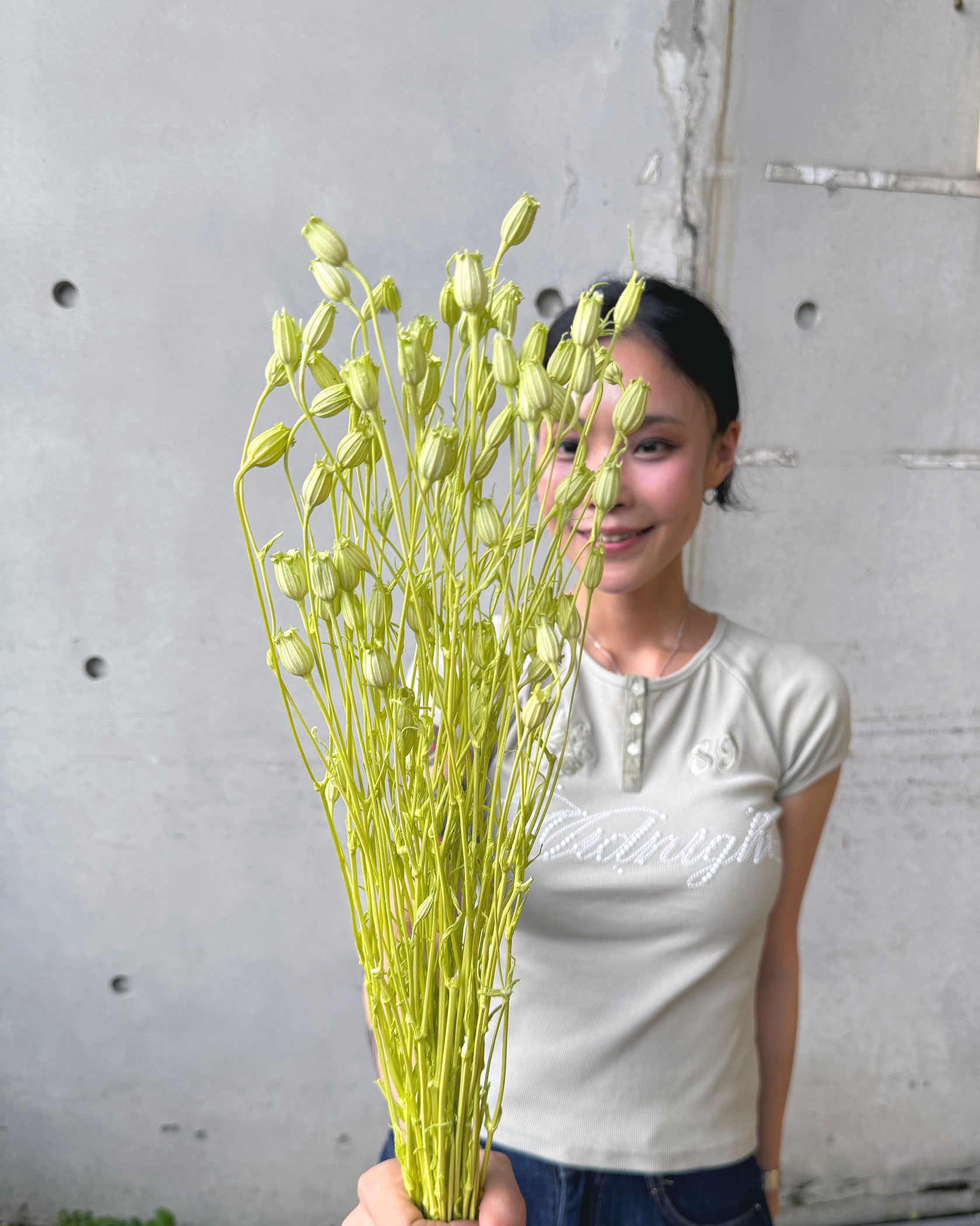 乾燥小風鈴(義大利)