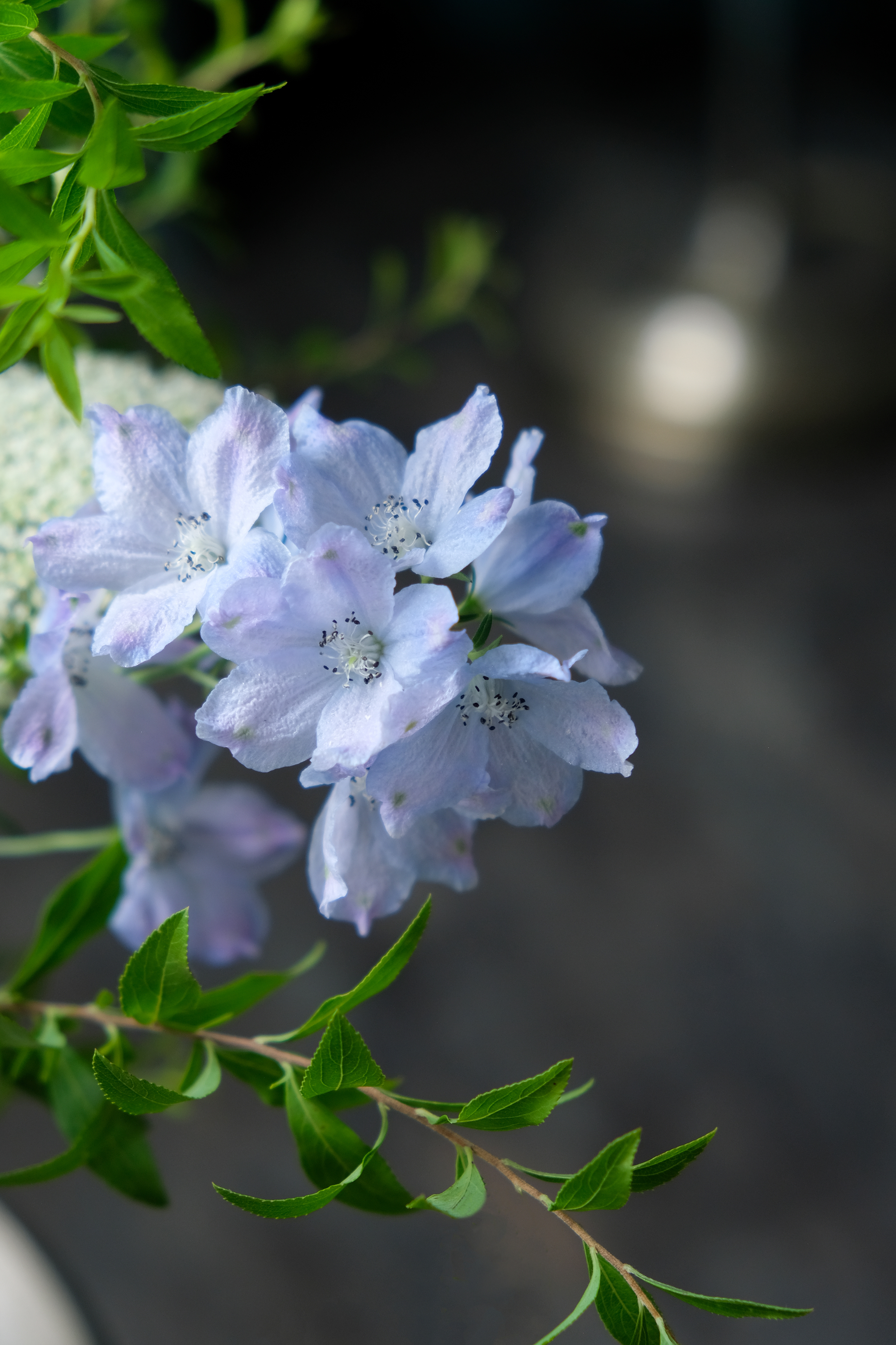 夏日薄荷湖｜夏季限定 桌花新品