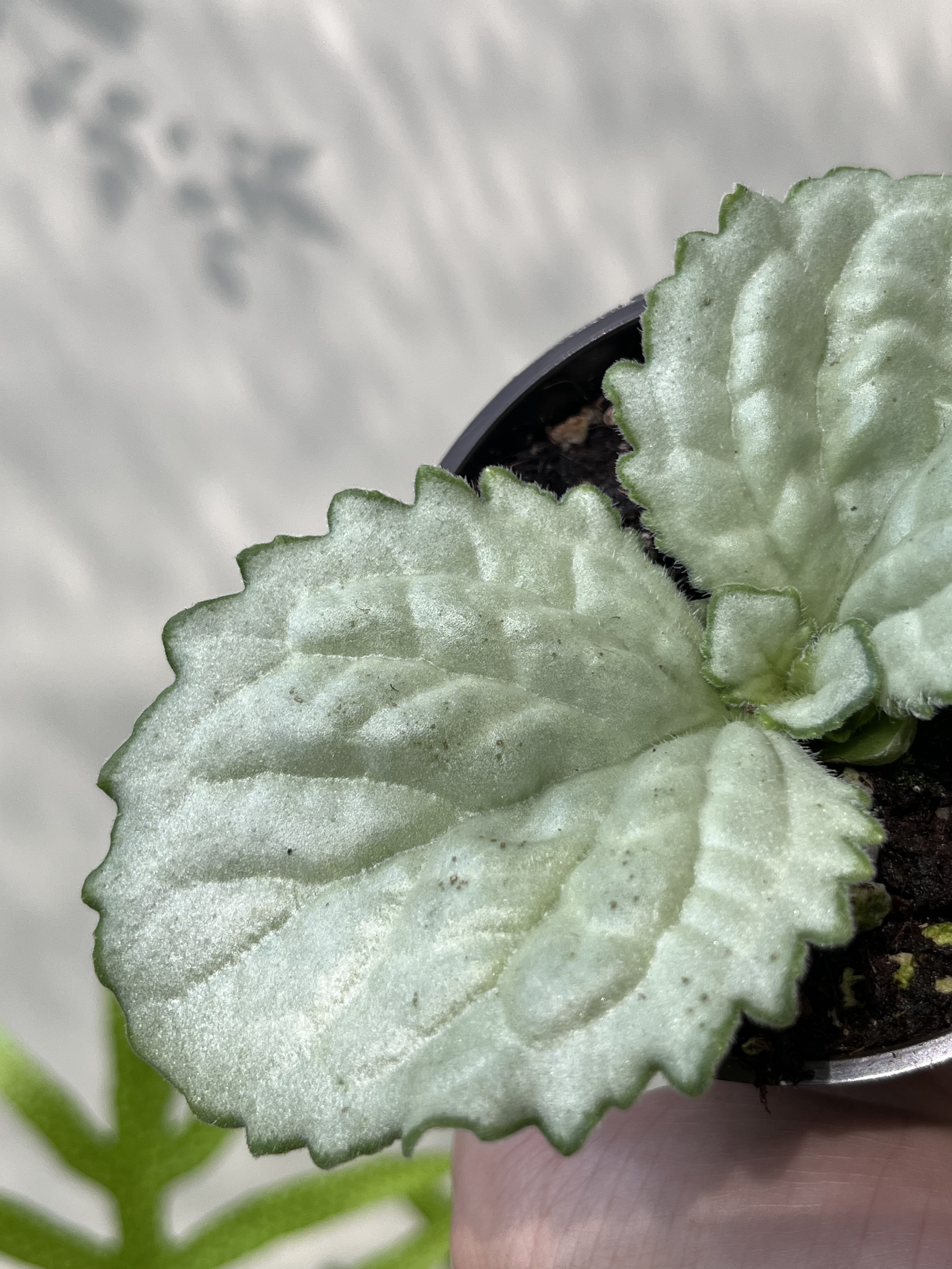 硬葉報春苣苔/荔波報春苣苔Primulina sclerophylla/Primulina