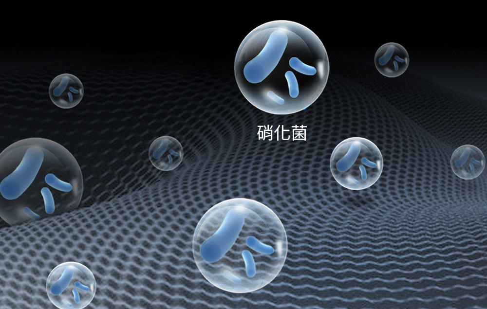 硝化菌培養的最佳選擇