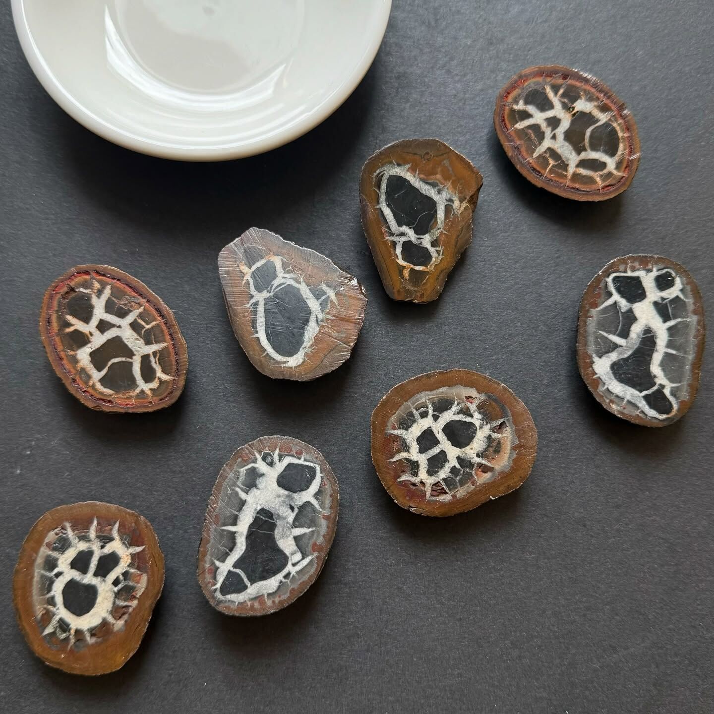 [原石] 龜甲狀結核 / 龜甲石 原礦