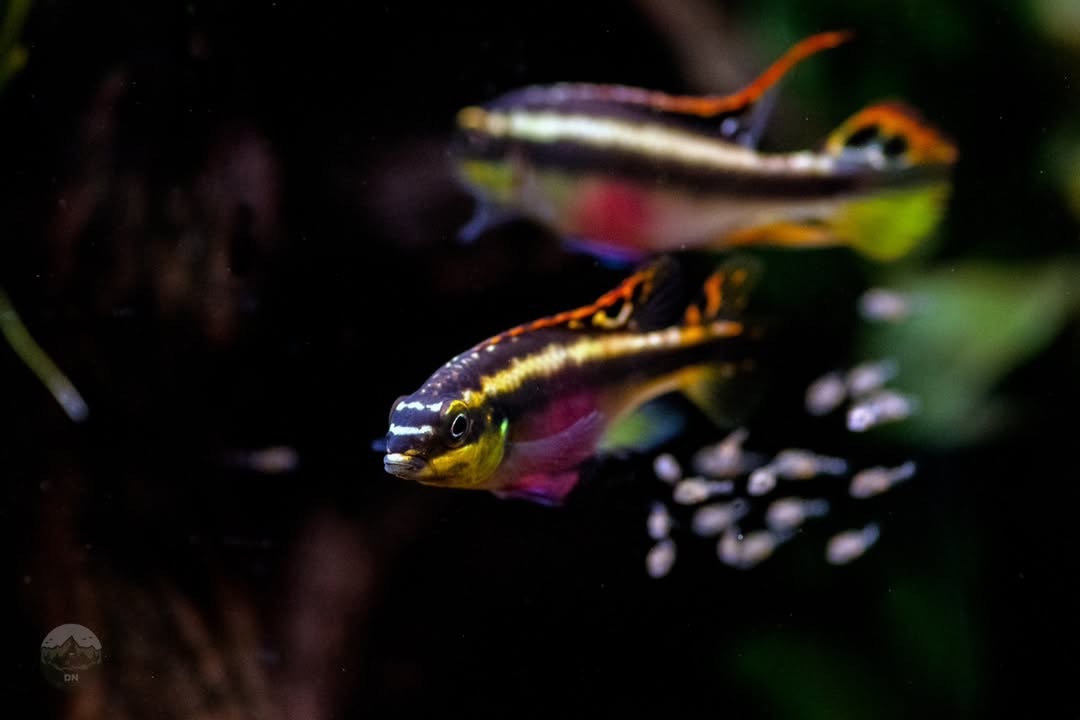紅肚鳳凰｜Pelvicachromis pulcher