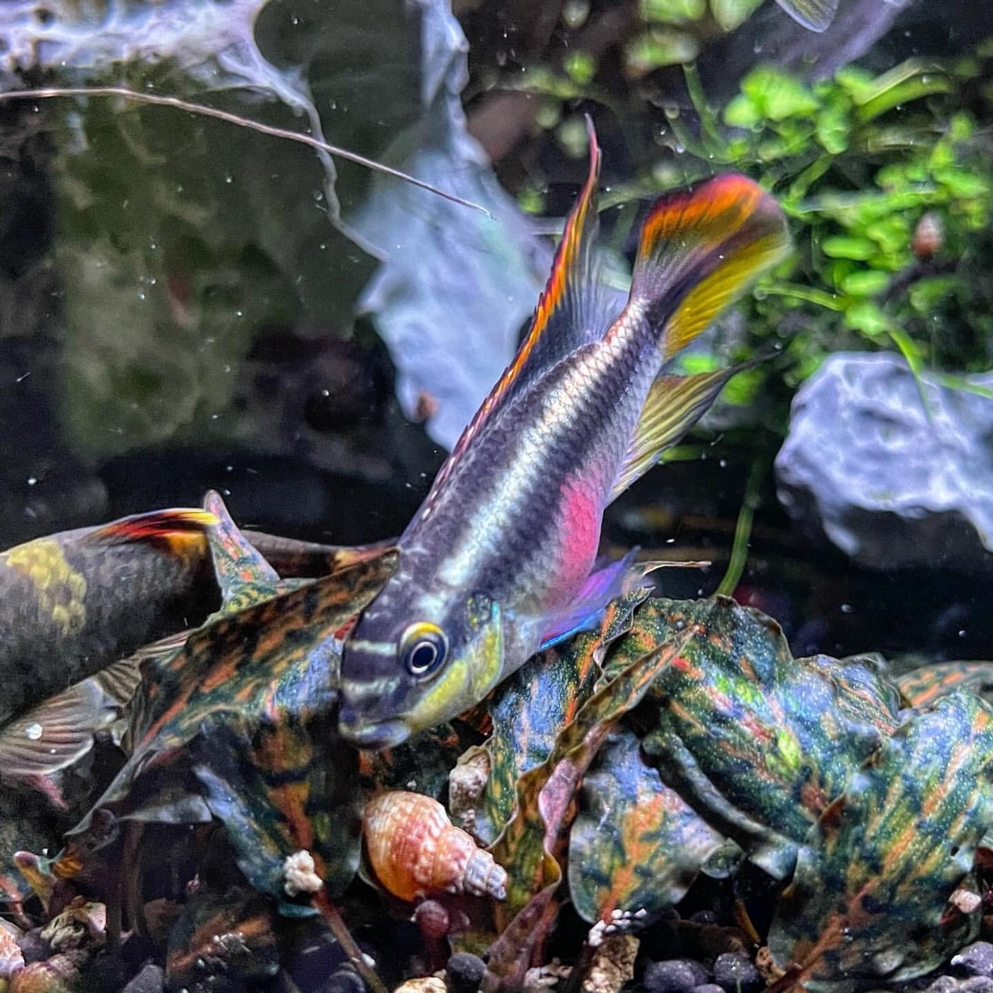 紅肚鳳凰｜Pelvicachromis pulcher