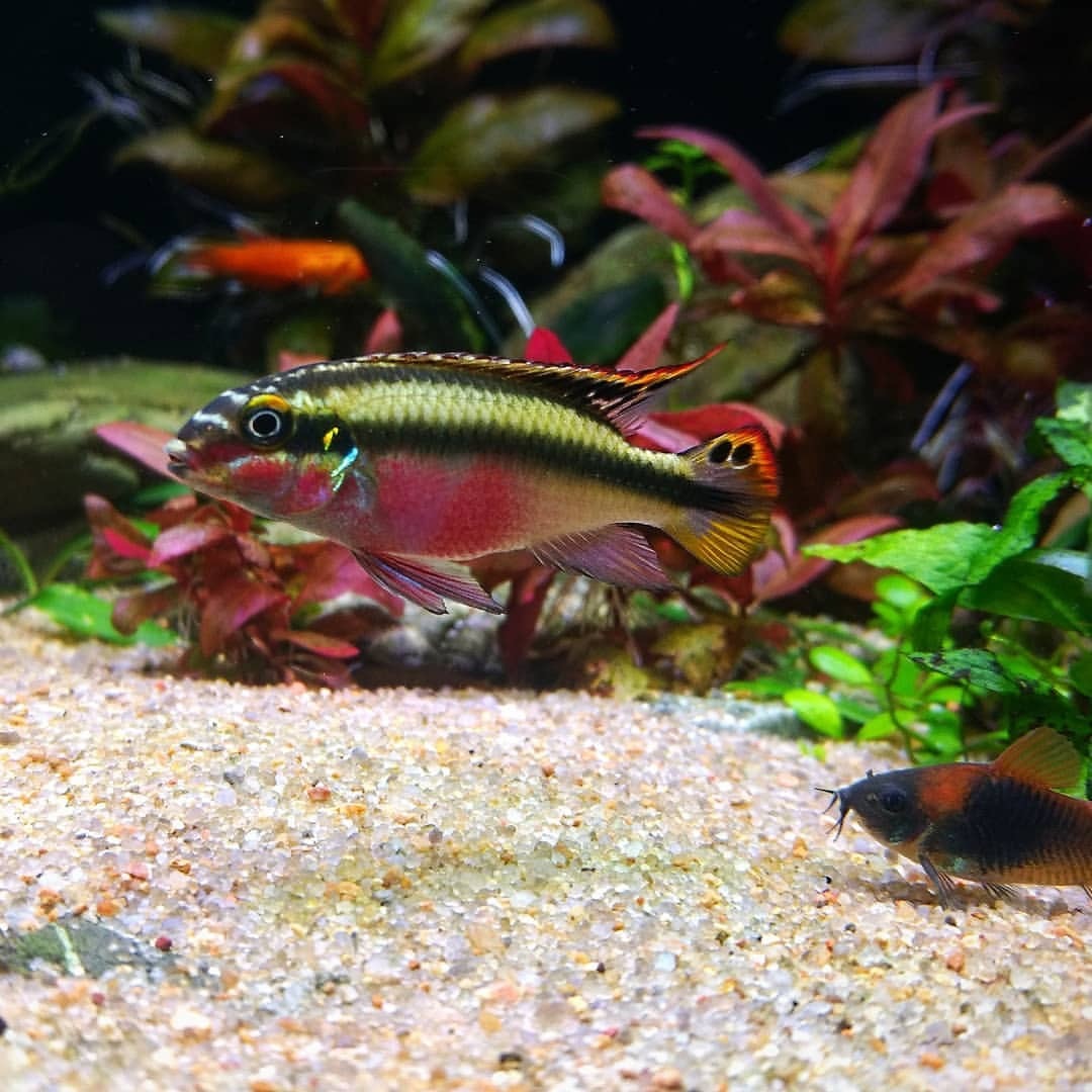 original.jpeg?1750266399