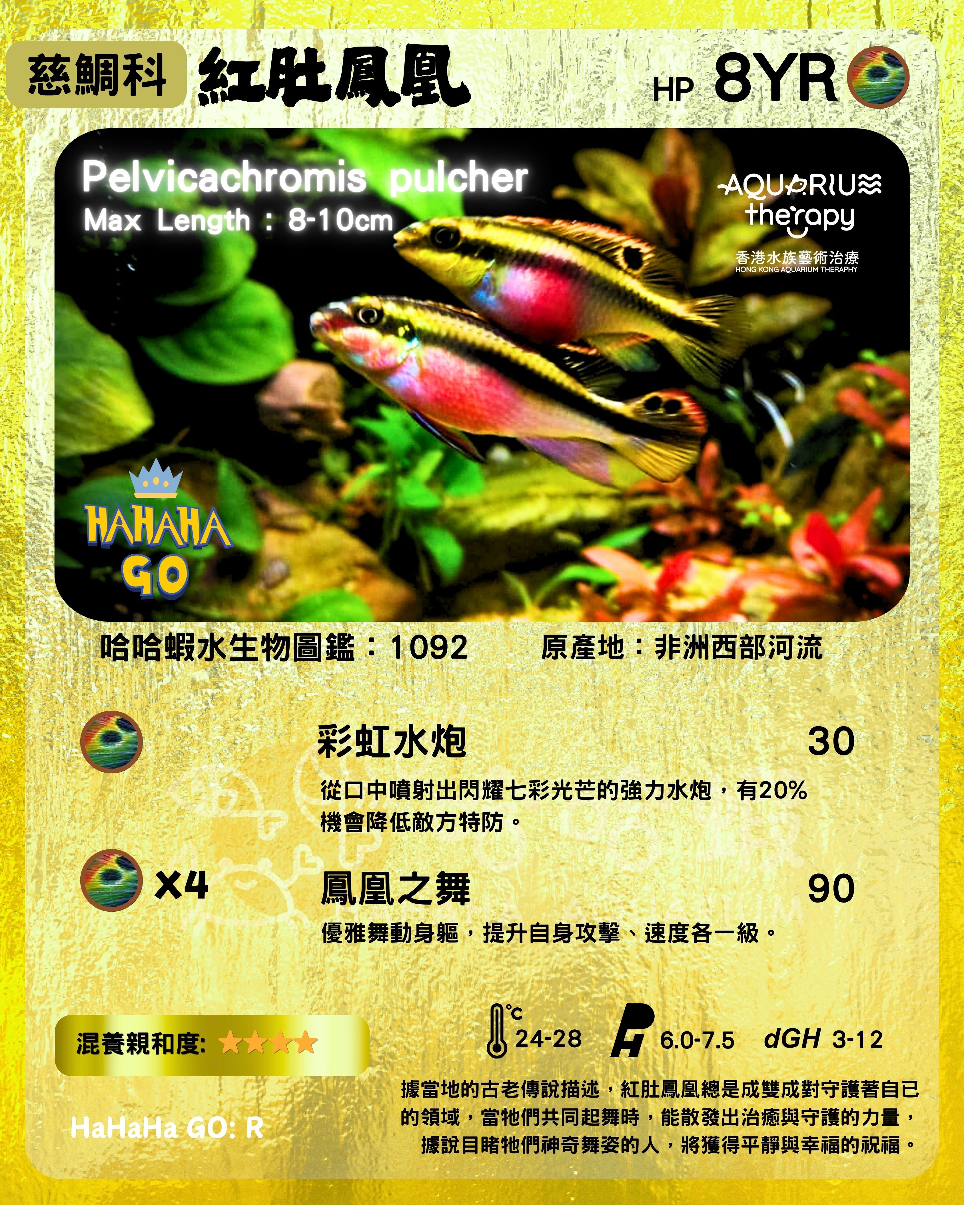 紅肚鳳凰｜Pelvicachromis pulcher