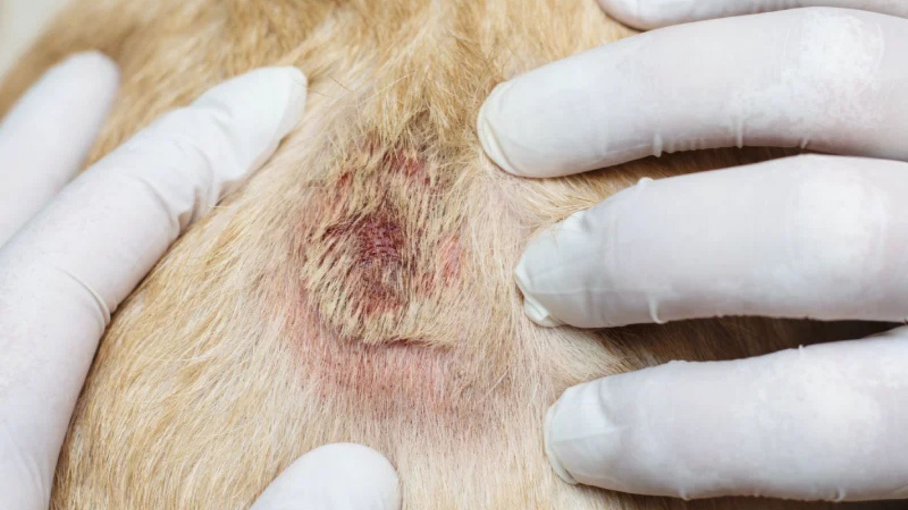 黴菌感染：可傳染、會脫毛的結痂元兇