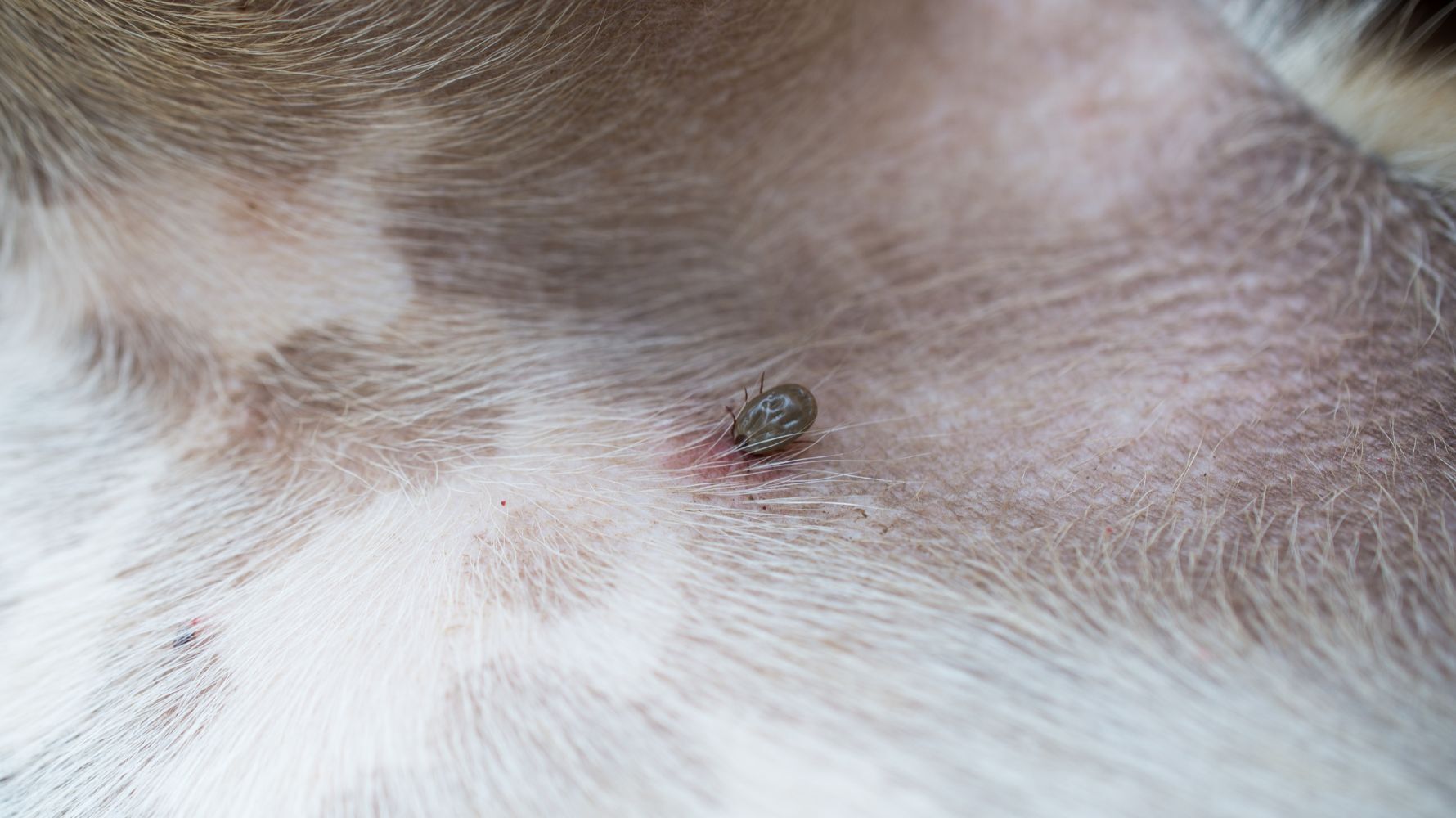 寄生蟲叮咬：跳蚤壁蝨也是皮膚結痂的源頭