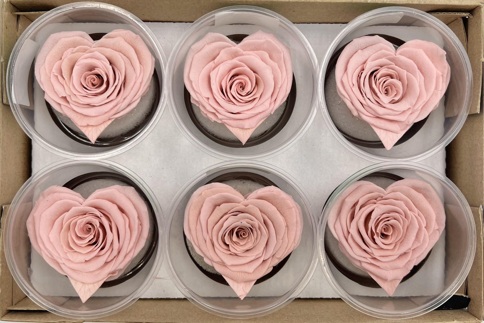 厄瓜多ROSEAMOR XL 愛心系列 6朵