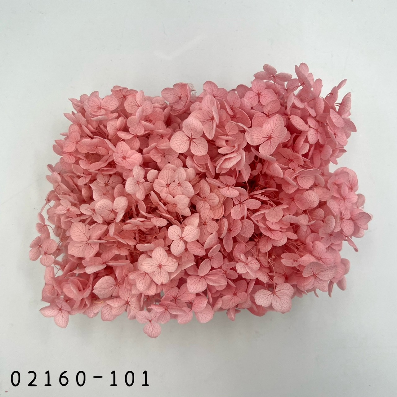 日本不凋安娜繡球 02160-101