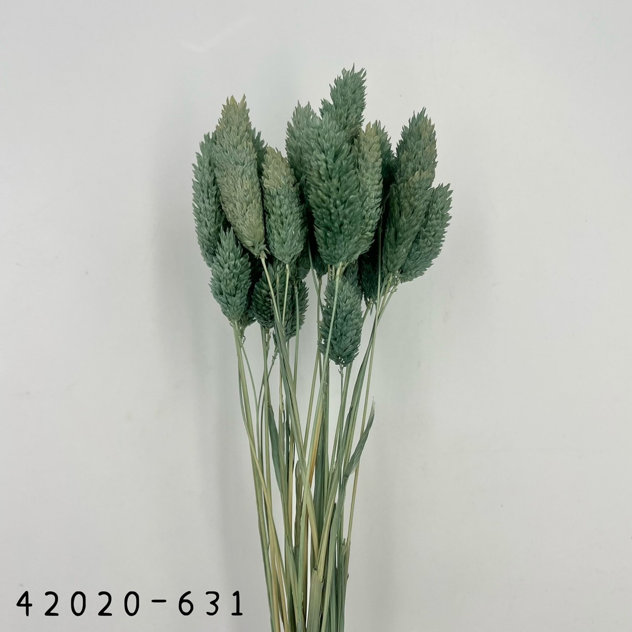 日本乾燥加那利 42020-631