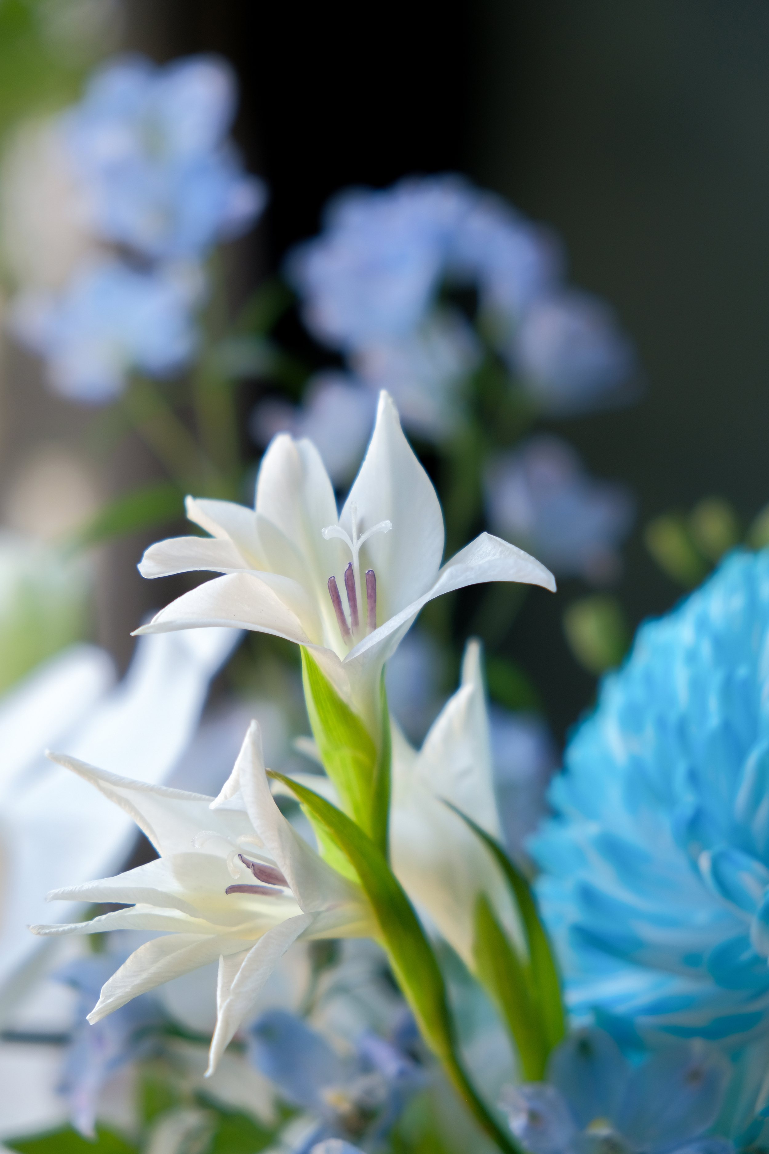 青嵐｜蝴蝶蘭 桌花送禮