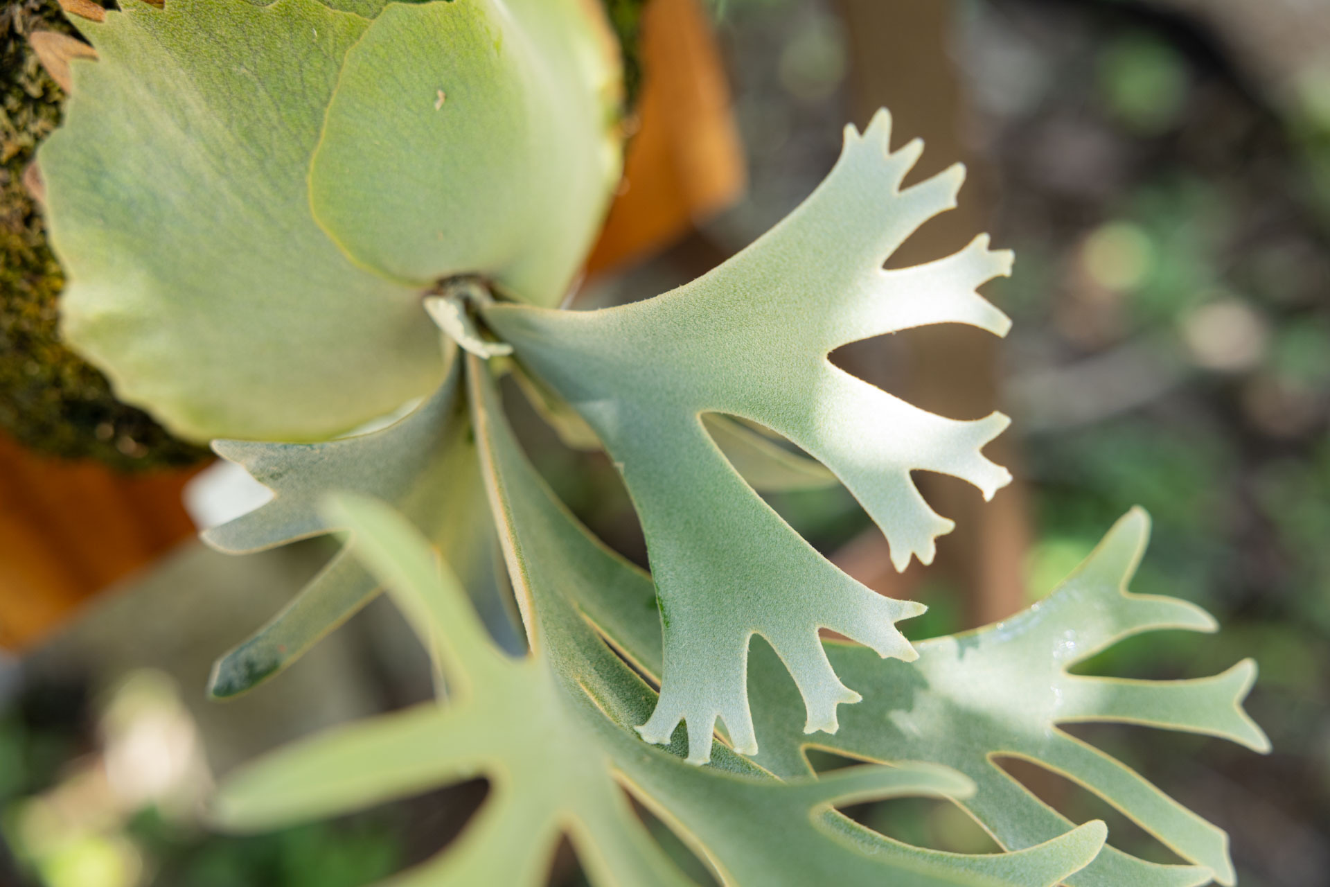 P.willinckii OMG 正側芽