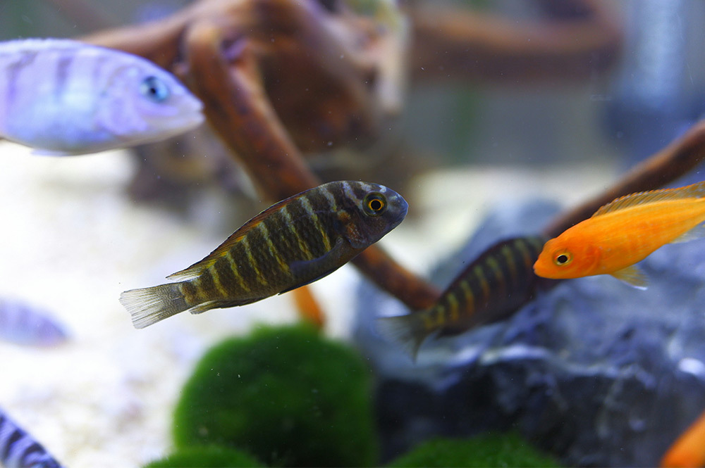 專為淡海水缸、水草缸設計,有效過濾小分子有機物,同時去除水中異色異味,讓您的魚缸水質更清澈透明