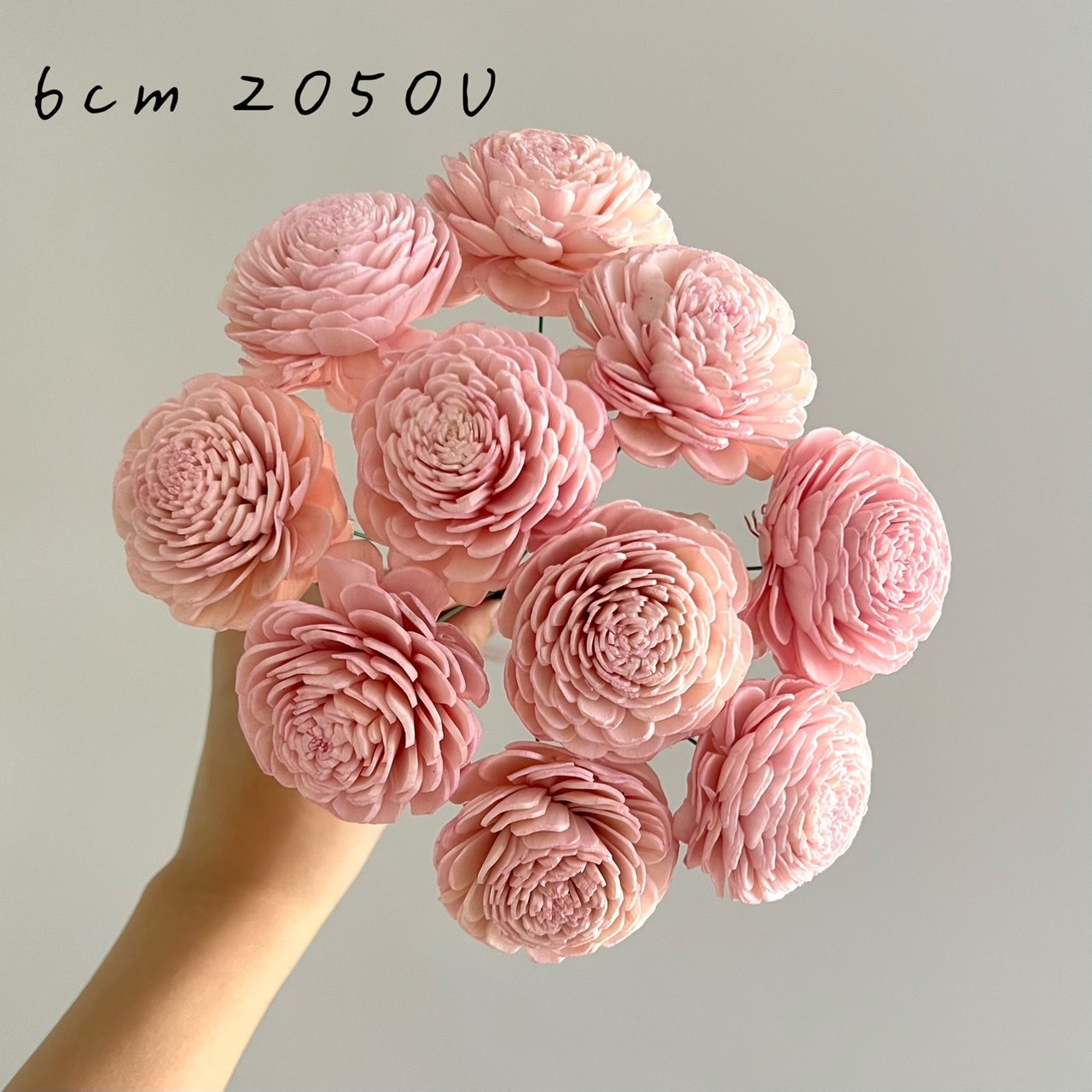 越南索拉花 水染貝力玫瑰系列 5-6CM