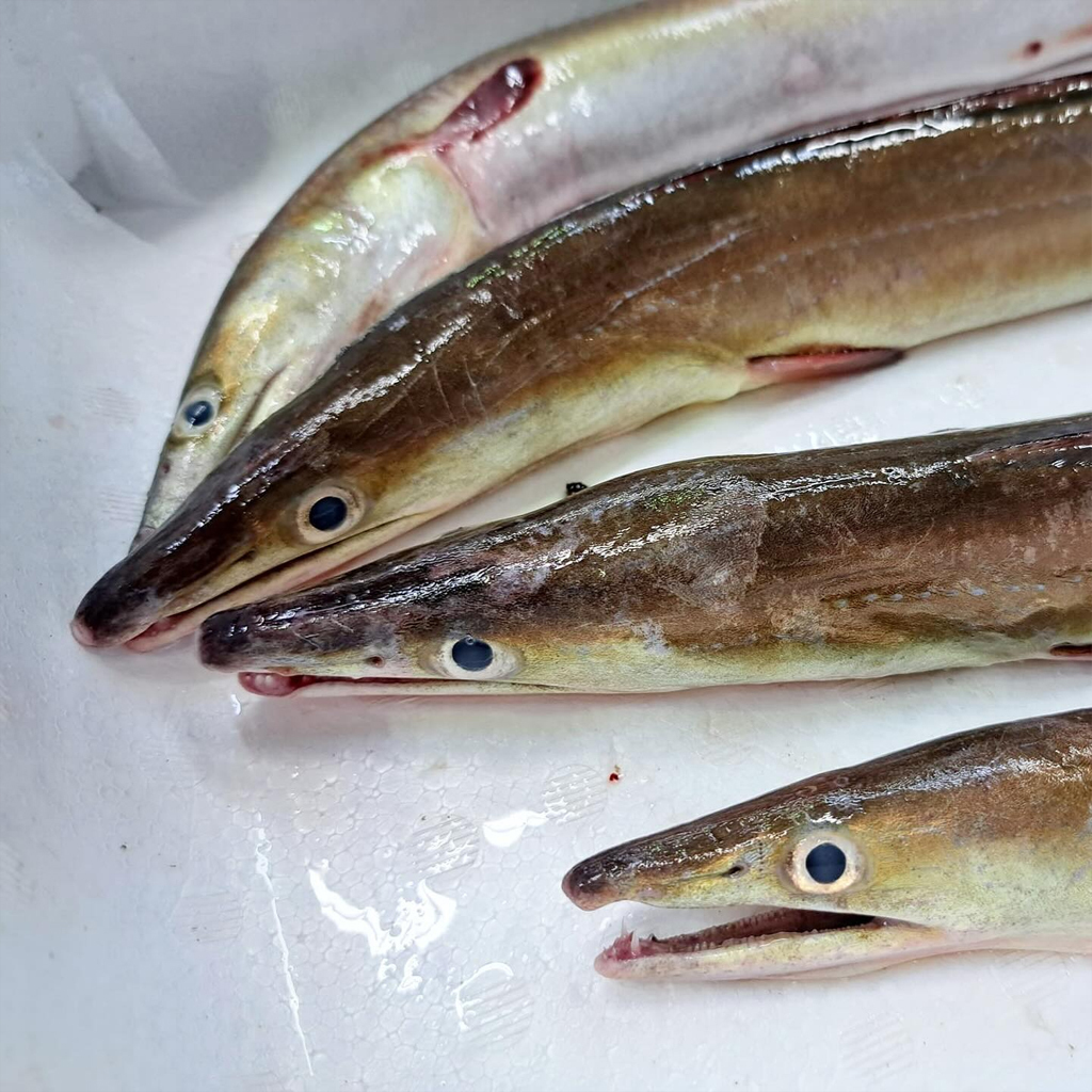 鱧魚ハモ