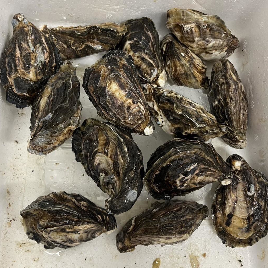 坂越牡蠣（赤穗坂越真牡蠣）