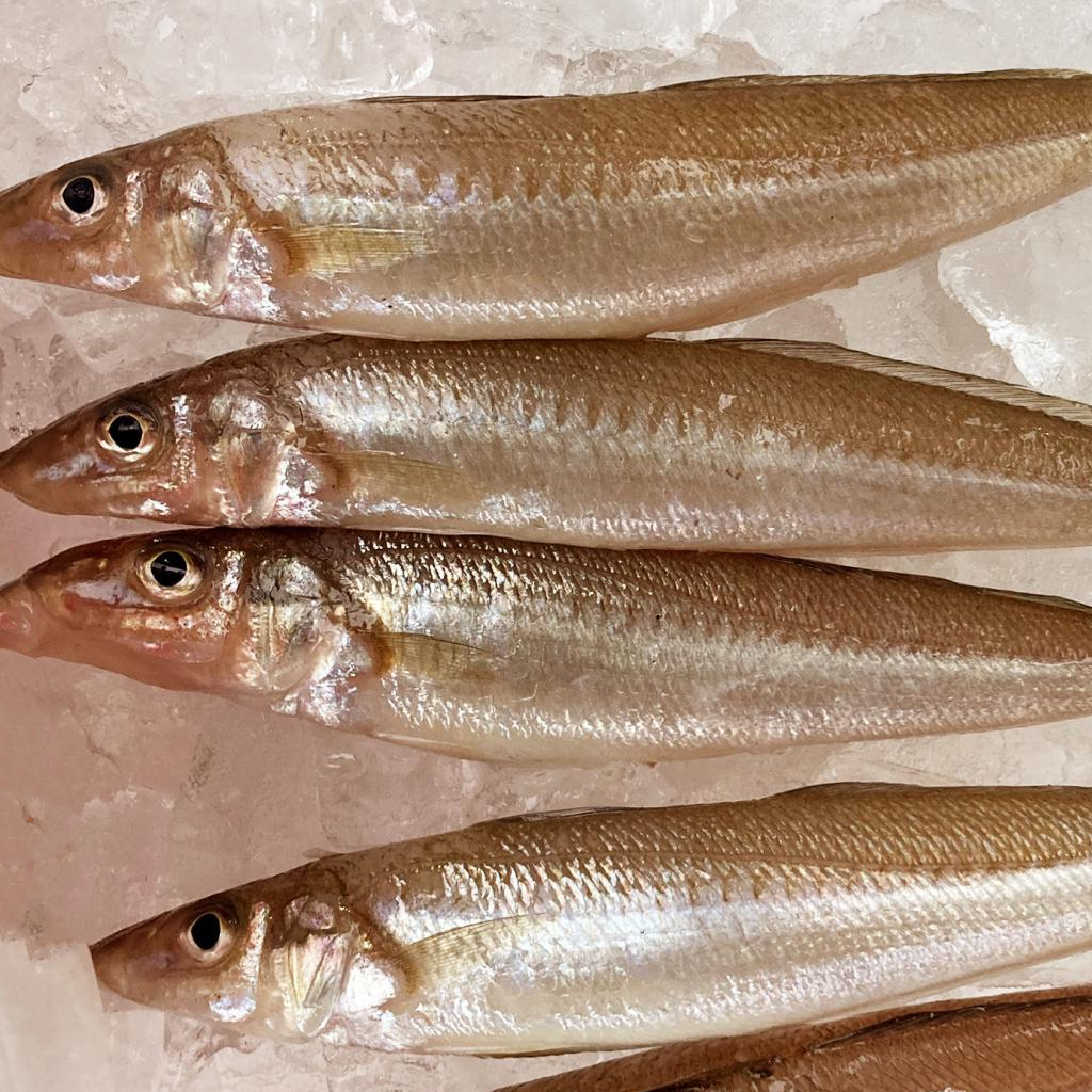 鱚魚キス