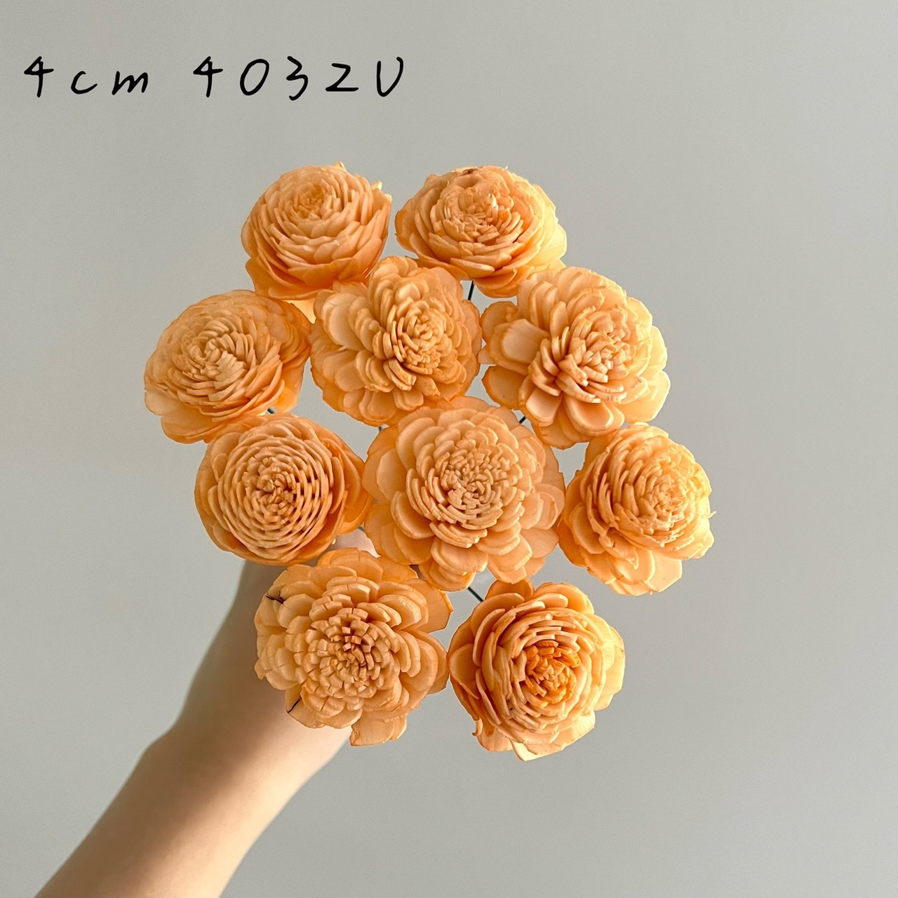 越南索拉花 水染貝力玫瑰系列 4-4.5CM